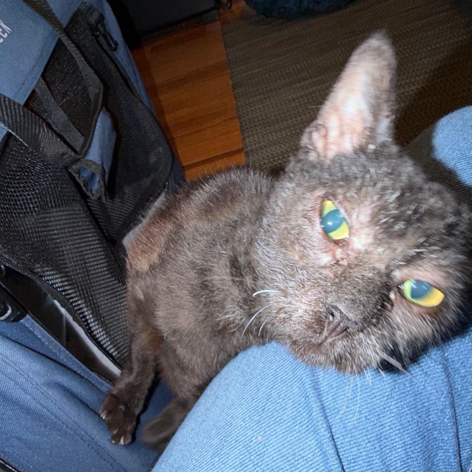Enlarge Fabio, a ADOPTABLE Domestic Short Hair in Phoenixville, PA image 4/5