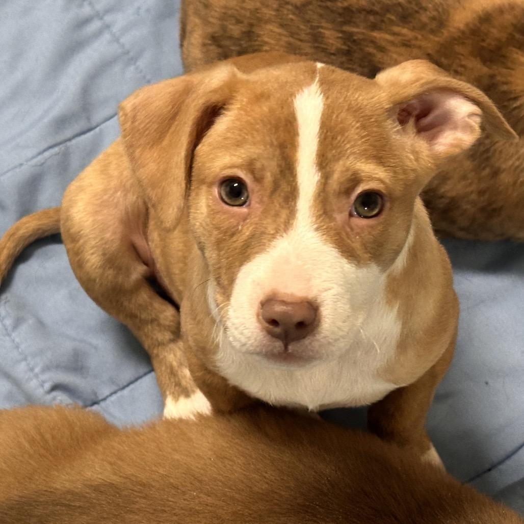 Candy Land, Adoptable, Puppy Female Mixed Breed.
