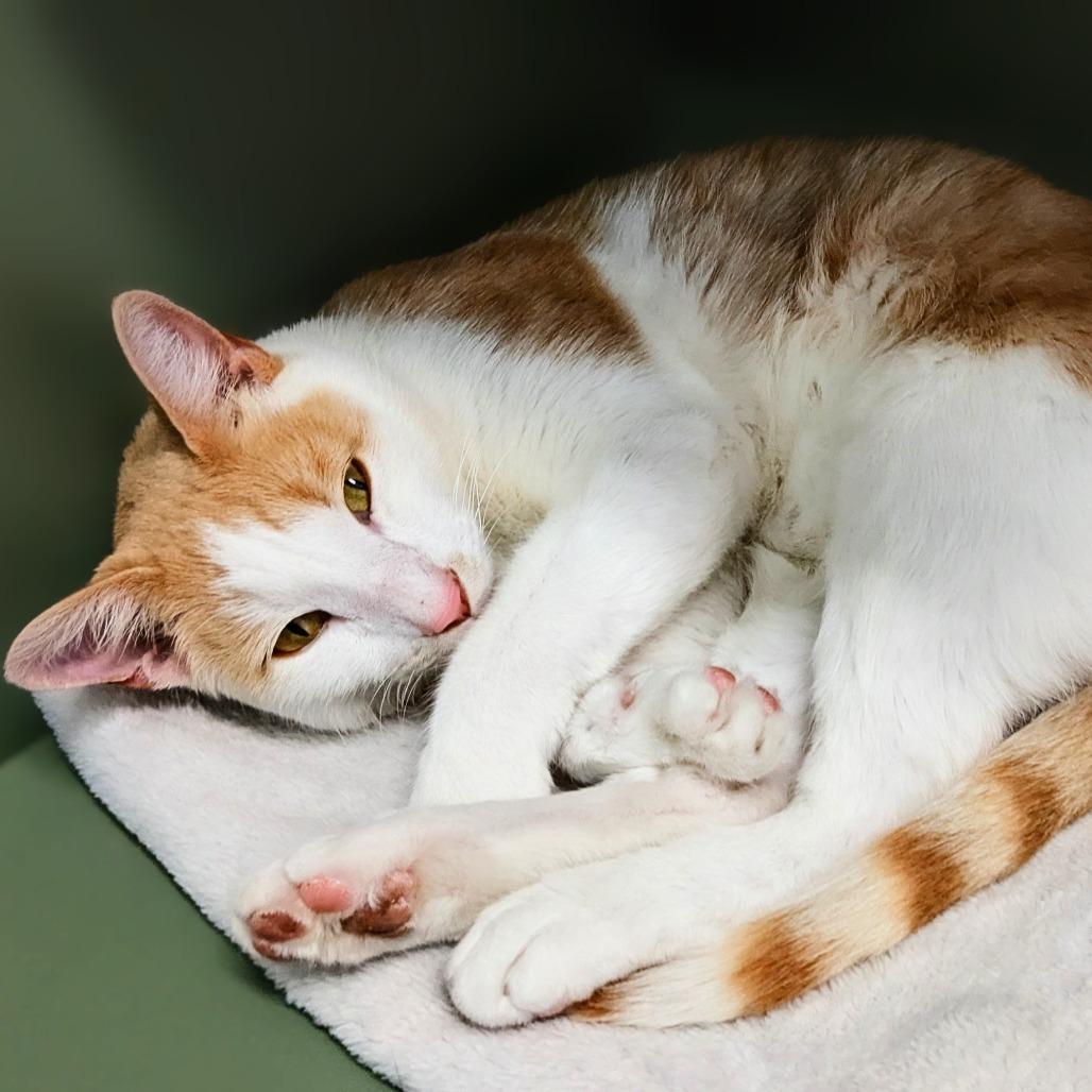 Gordo, Adoptable, Young Male Domestic Short Hair.