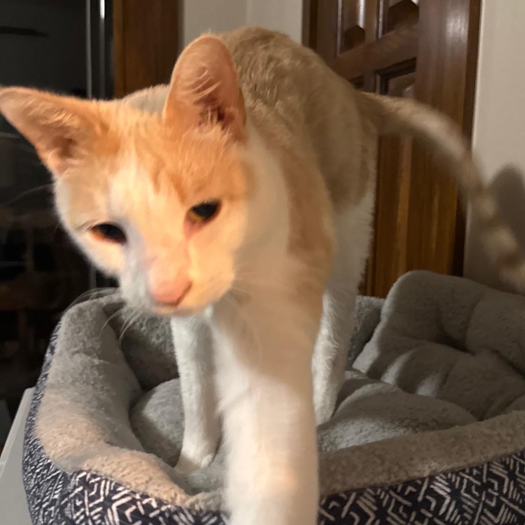 Gordo, a Adoptable Domestic Short Hair in Garfield, AR image 2/2