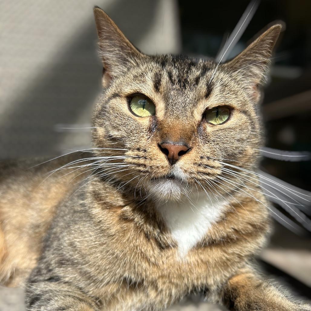 Enlarge Ada, a Adoptable Domestic Short Hair in Lithia, FL image 1/2