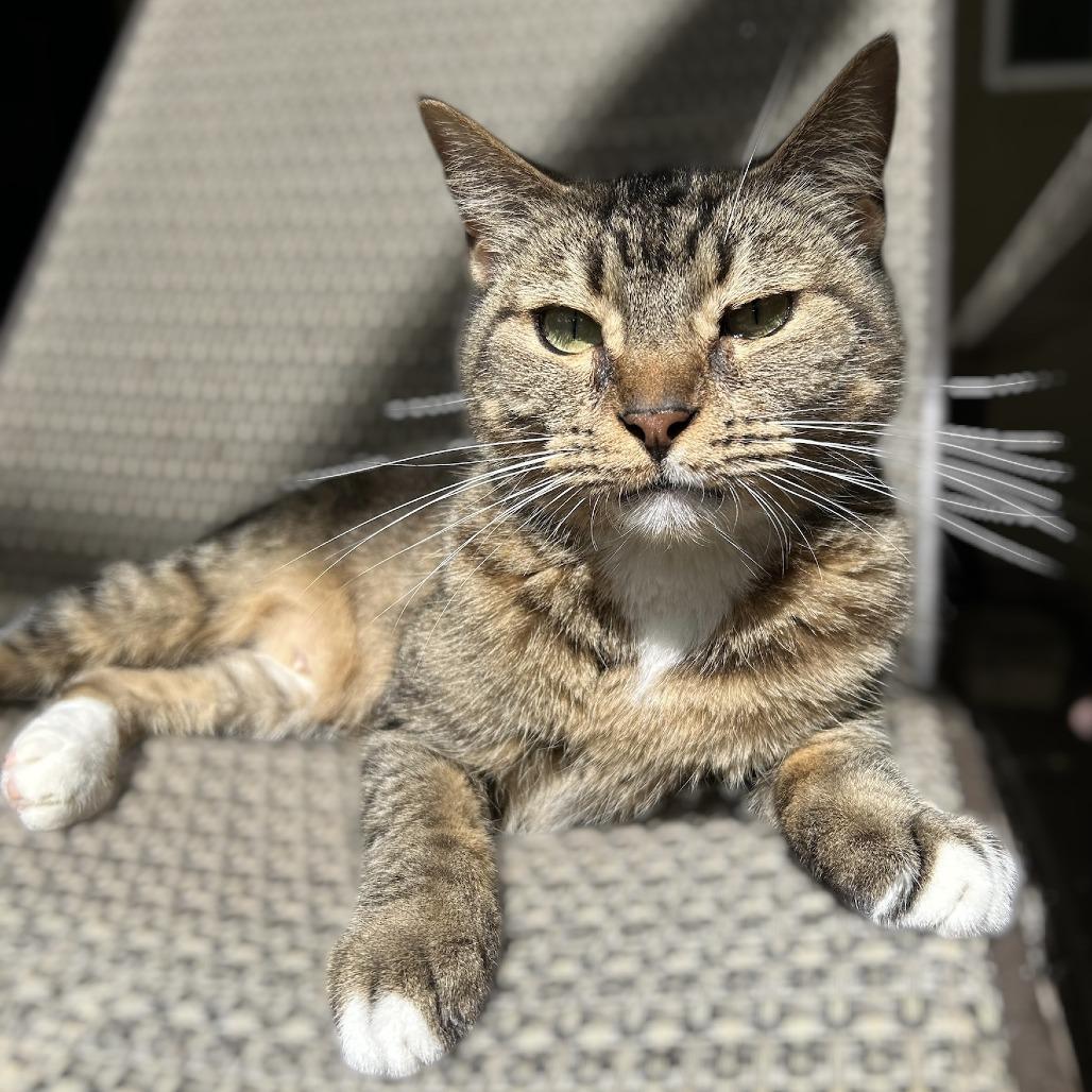 Enlarge Ada, a Adoptable Domestic Short Hair in Lithia, FL image 2/2