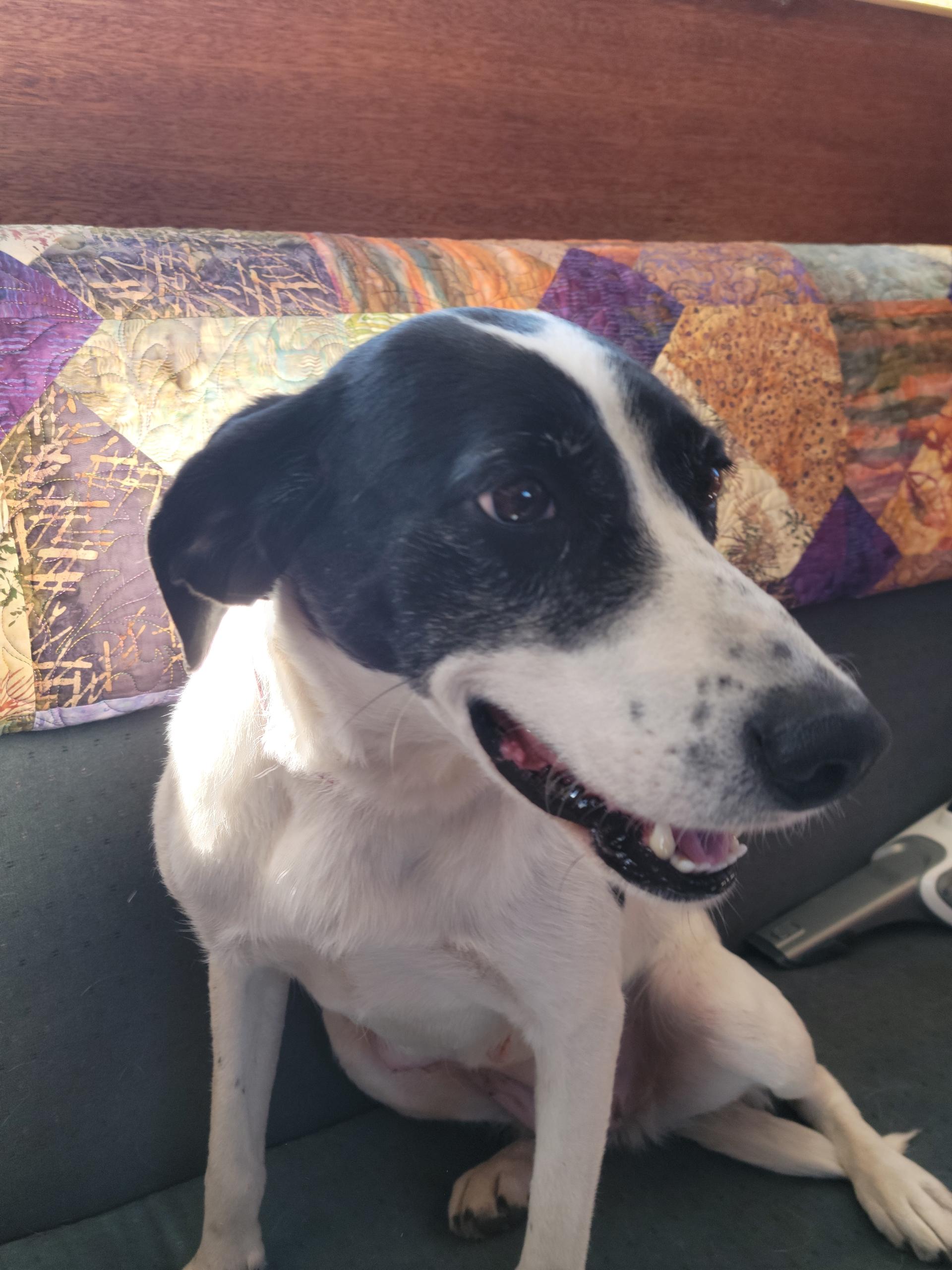 Presley, a Adoptable mixed breed in Bend, OR image 2/6