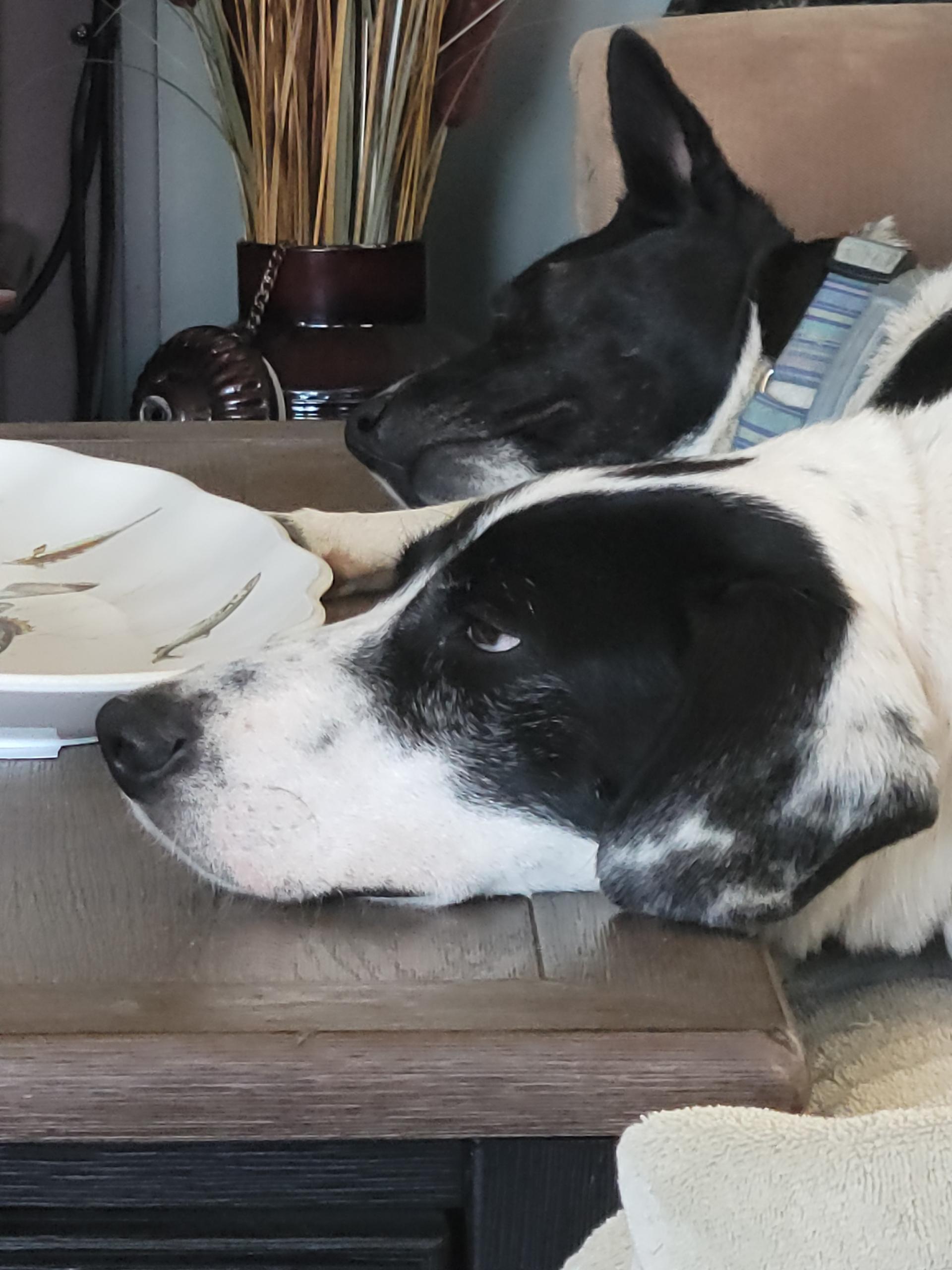 Presley, a Adoptable mixed breed in Bend, OR image 4/6