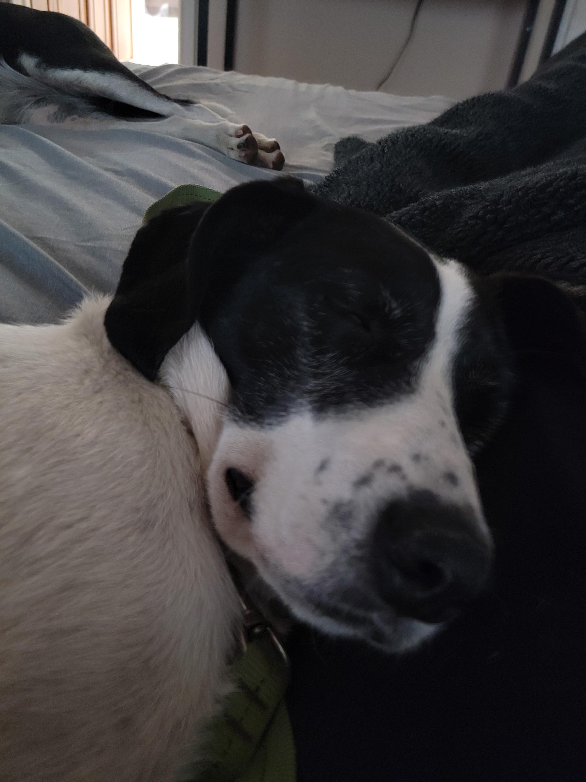 Presley, Adoptable, Adult Female Border Collie.