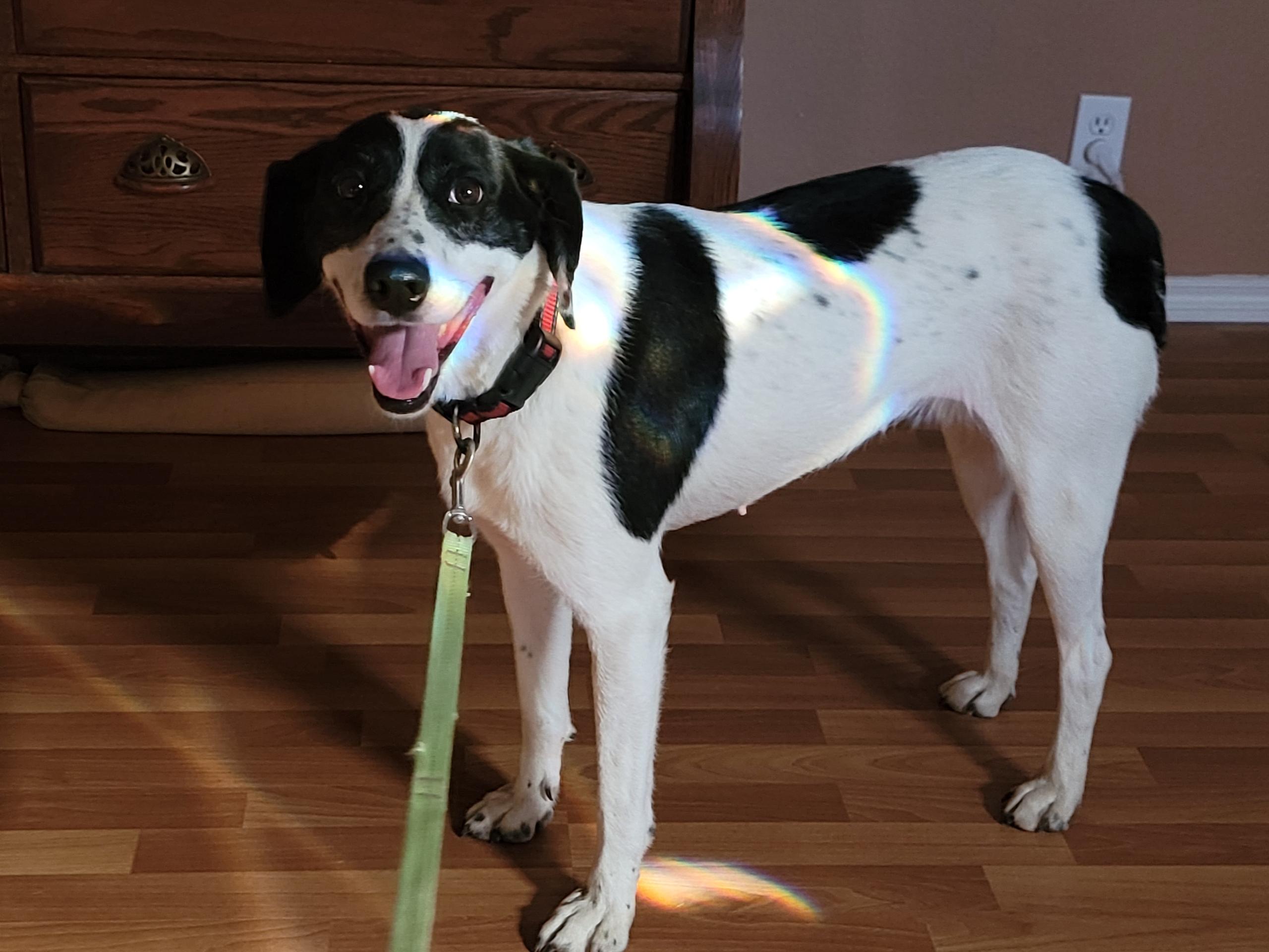 Presley, a Adoptable mixed breed in Bend, OR image 3/6