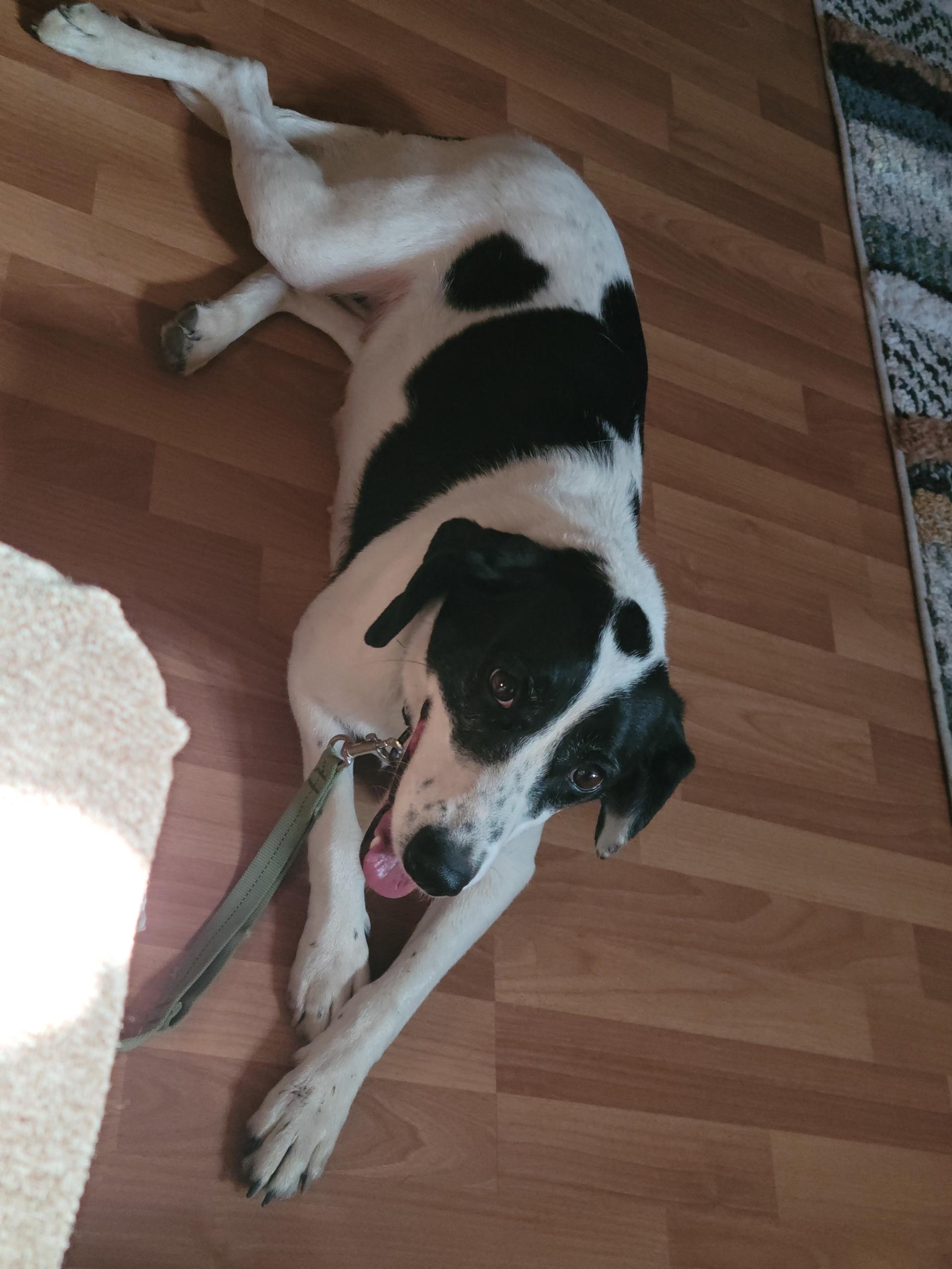 Presley, a Adoptable mixed breed in Bend, OR image 5/6