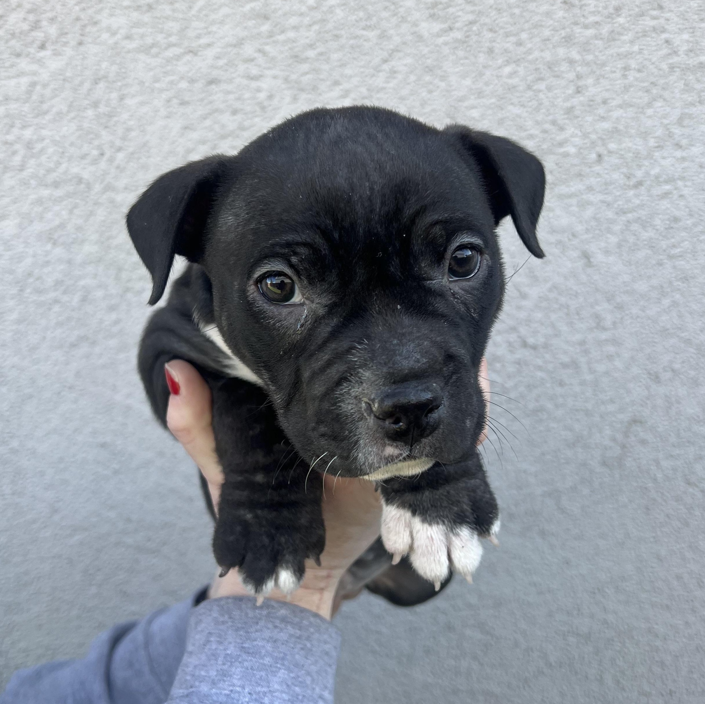 Enlarge Wendy , a Adoptable mixed breed in Henderson, NV image 2/2