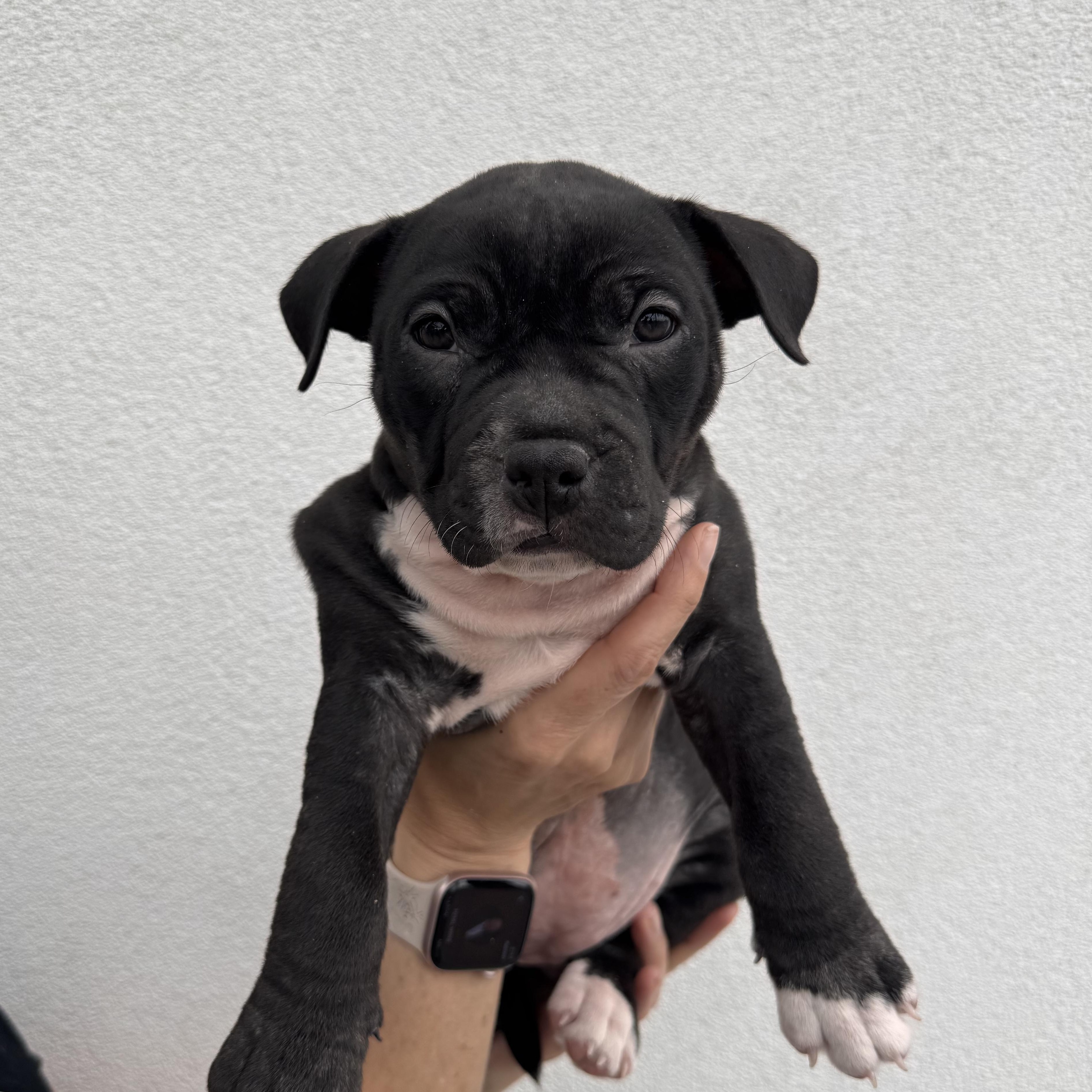 Enlarge Wendy , a Adoptable mixed breed in Henderson, NV image 1/2