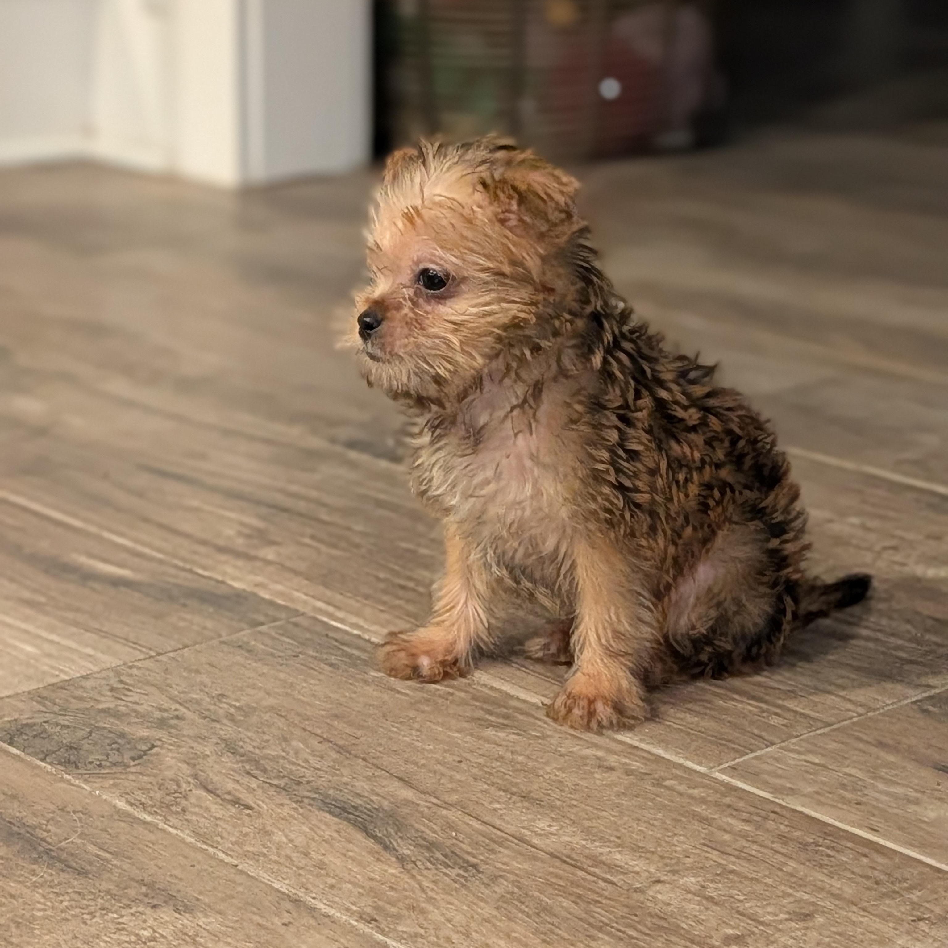 Dreamboat, an adopted mixed breed in Baton Rouge, LA image 2/2