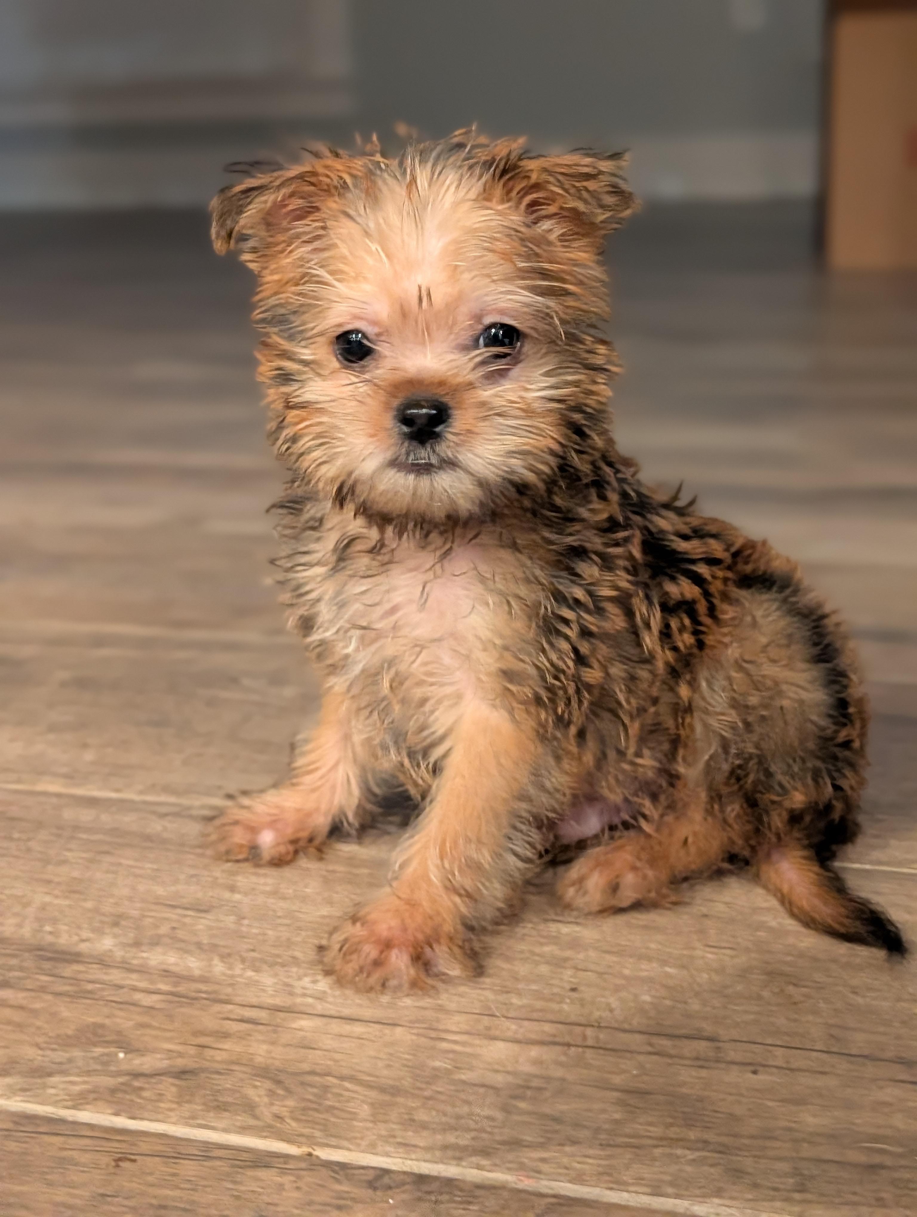 Dreamboat, adopted, Puppy Male Chihuahua & Yorkshire Terrier.