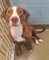 Lady, Adoptable, Adult Female Coonhound.