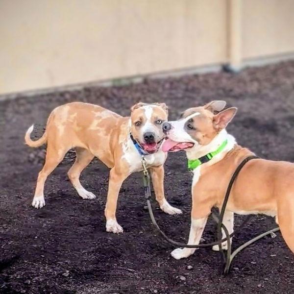 Enlarge Biscotti, a ADOPTABLE mixed breed in san ramon, CA image 3/6