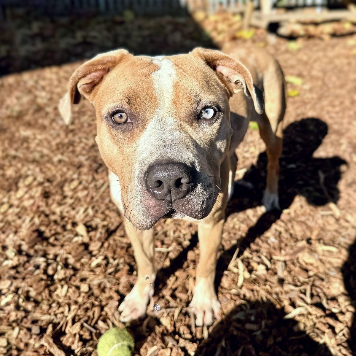 Enlarge Biscotti, a ADOPTABLE mixed breed in san ramon, CA image 2/6