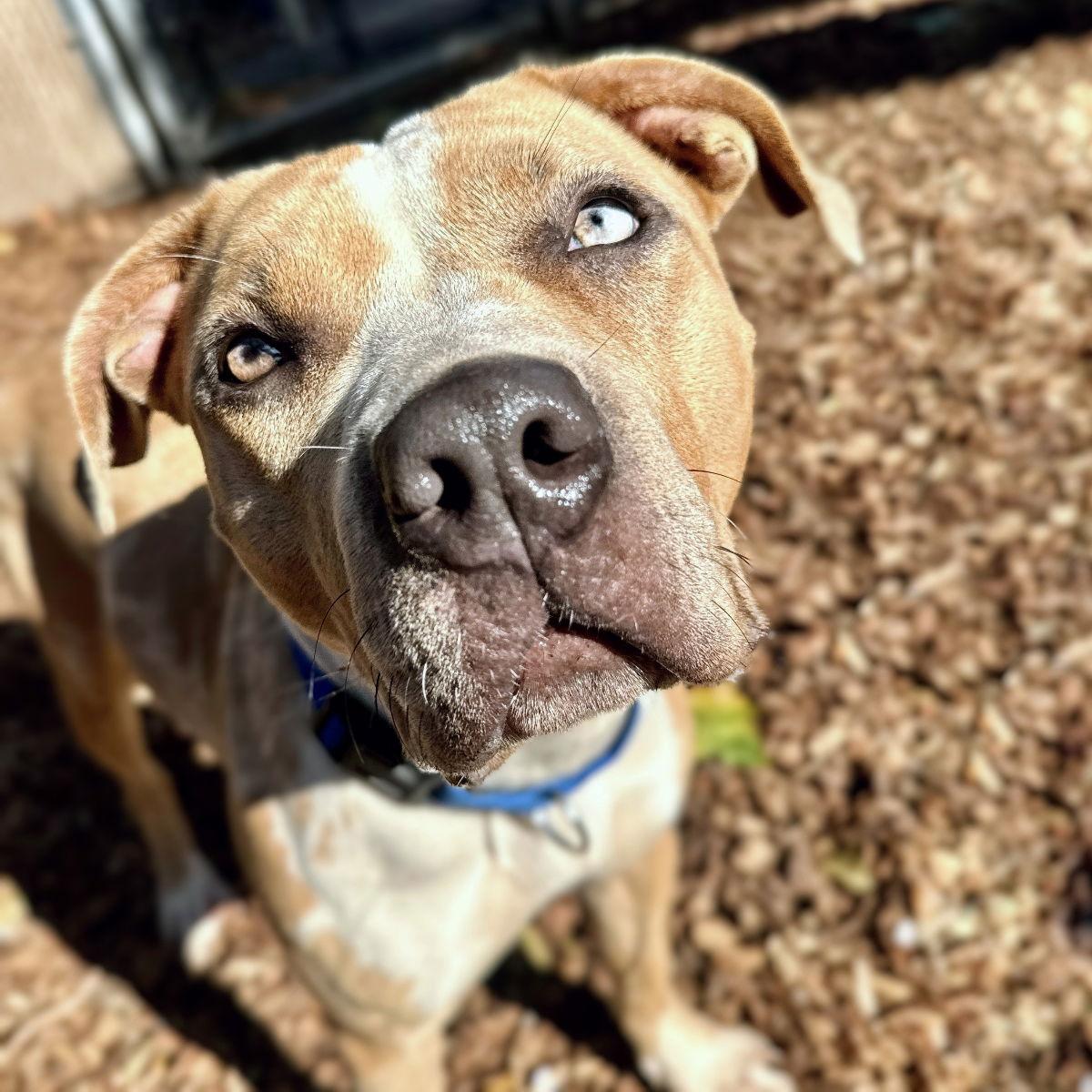 Enlarge Biscotti, a ADOPTABLE mixed breed in san ramon, CA image 1/6