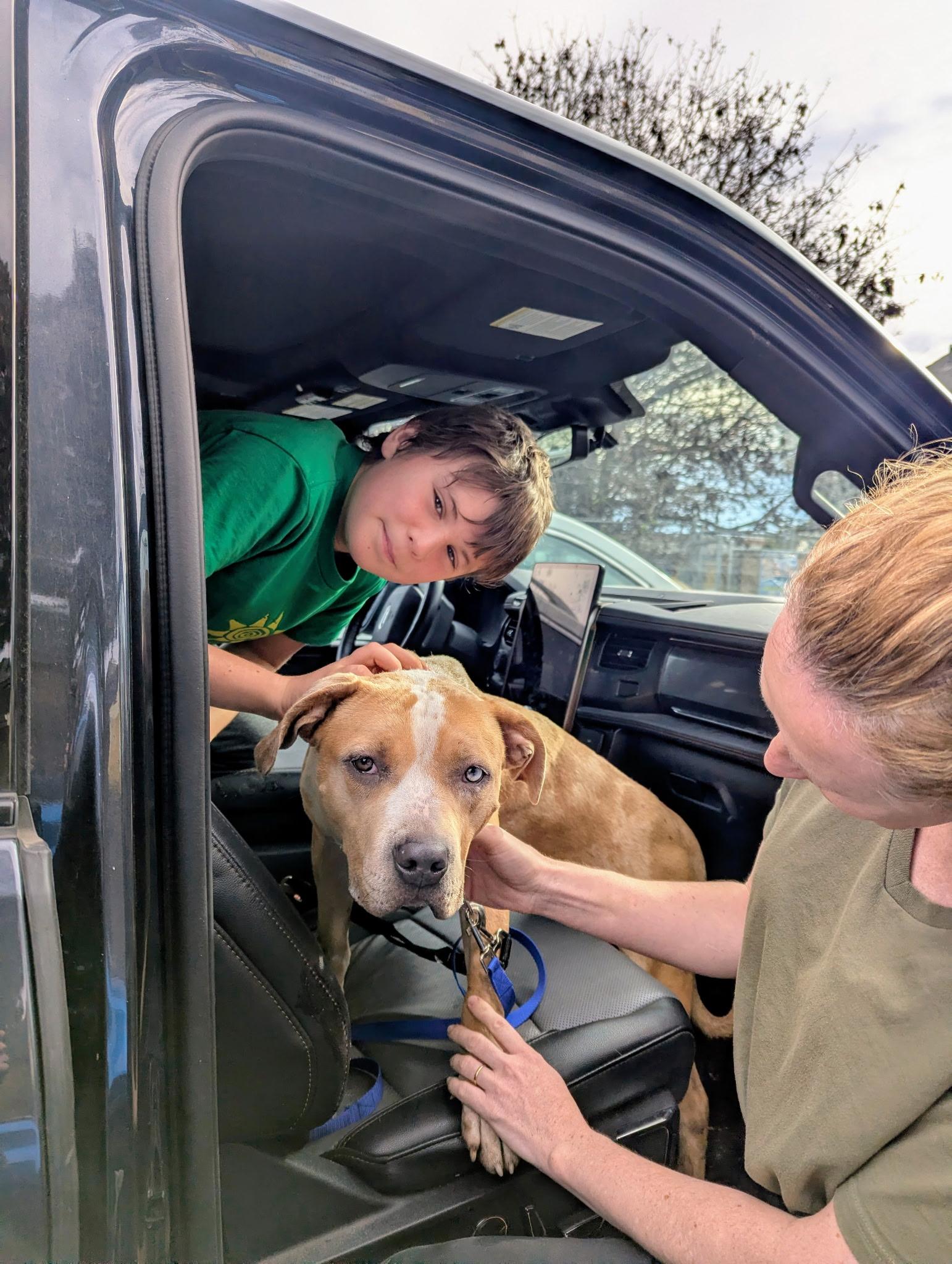 Enlarge Biscotti, a ADOPTABLE mixed breed in san ramon, CA image 6/6