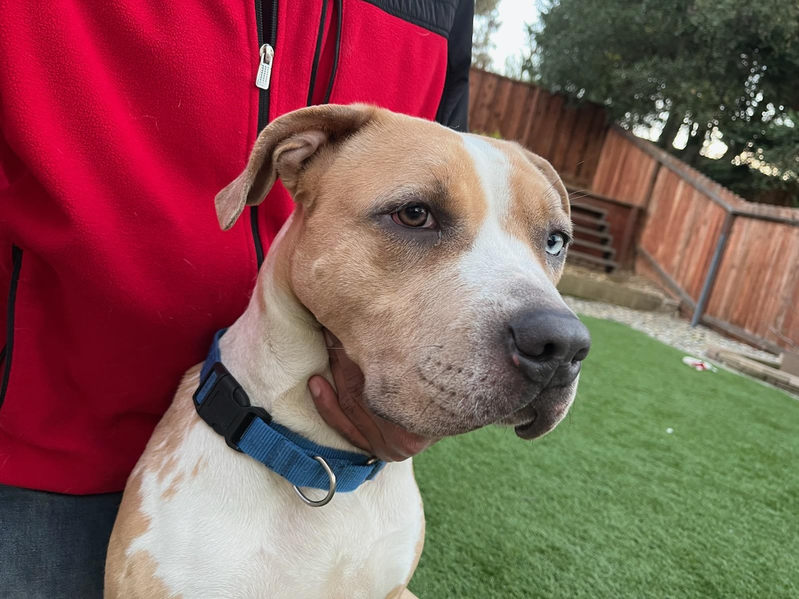 Enlarge Biscotti, a ADOPTABLE mixed breed in san ramon, CA image 5/6