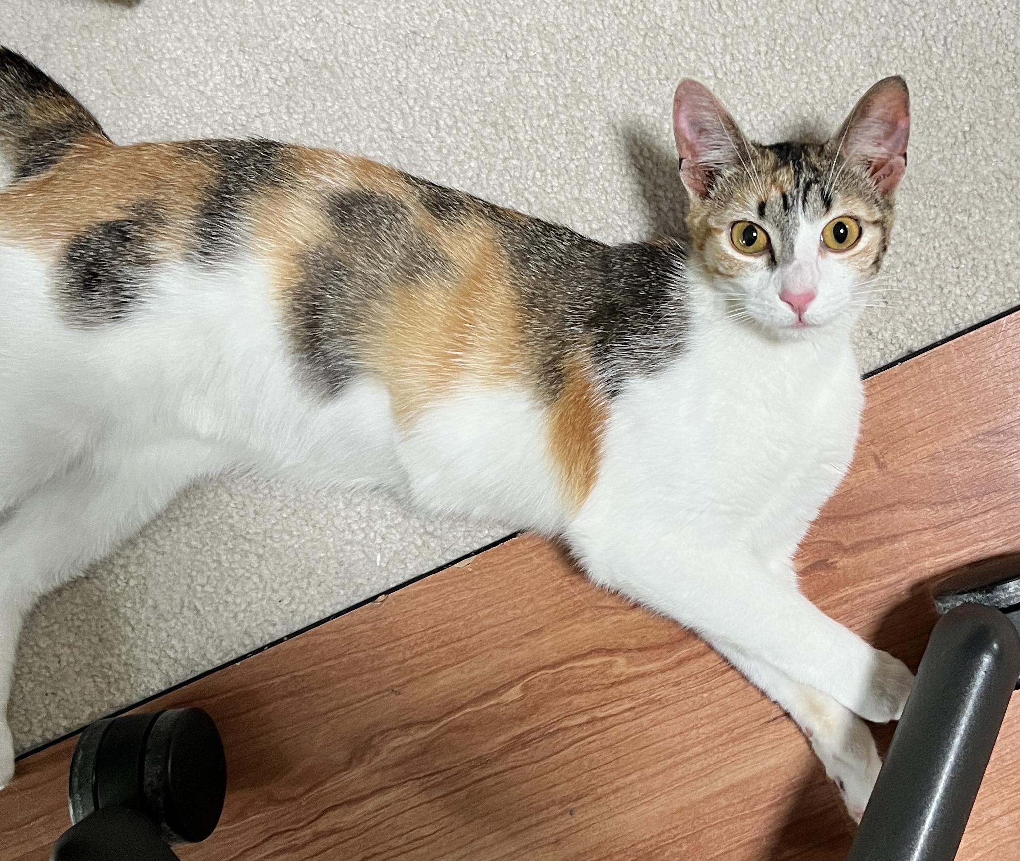 Enlarge Kiko, a Adopted mixed breed in Edina, MN image 3/4