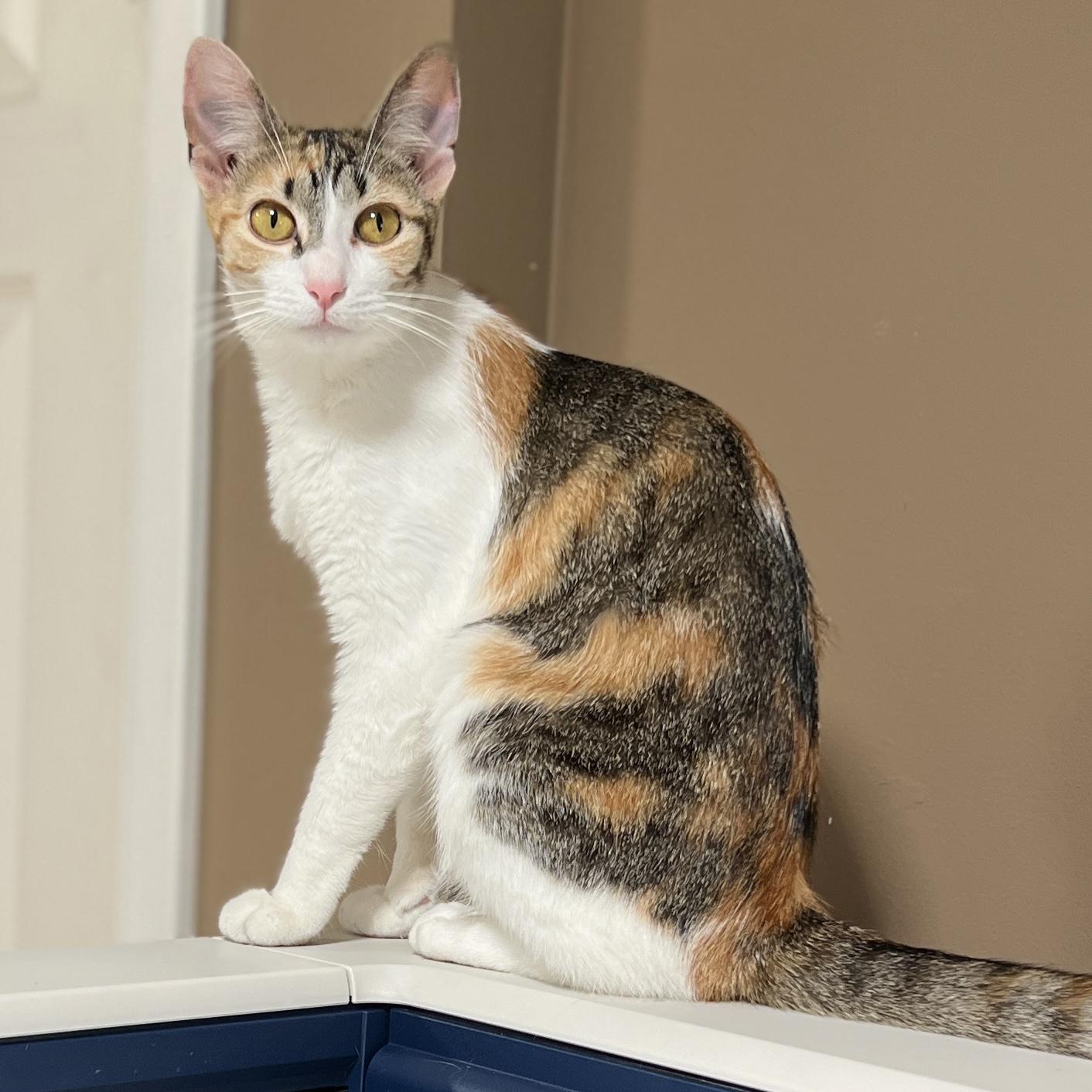Kiko, Adopted, Young Female Calico & Tabby.