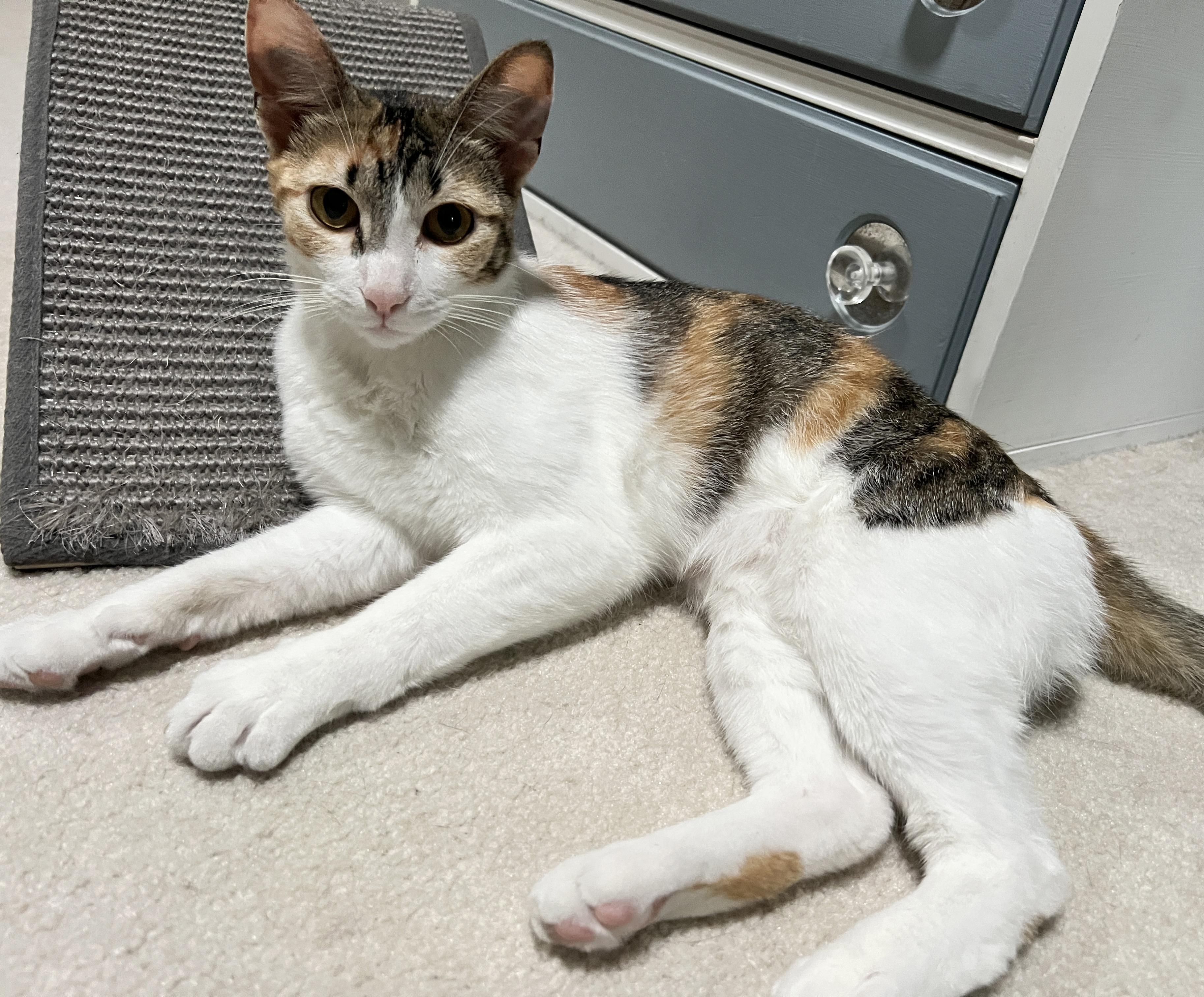 Enlarge Kiko, a Adopted mixed breed in Edina, MN image 4/4