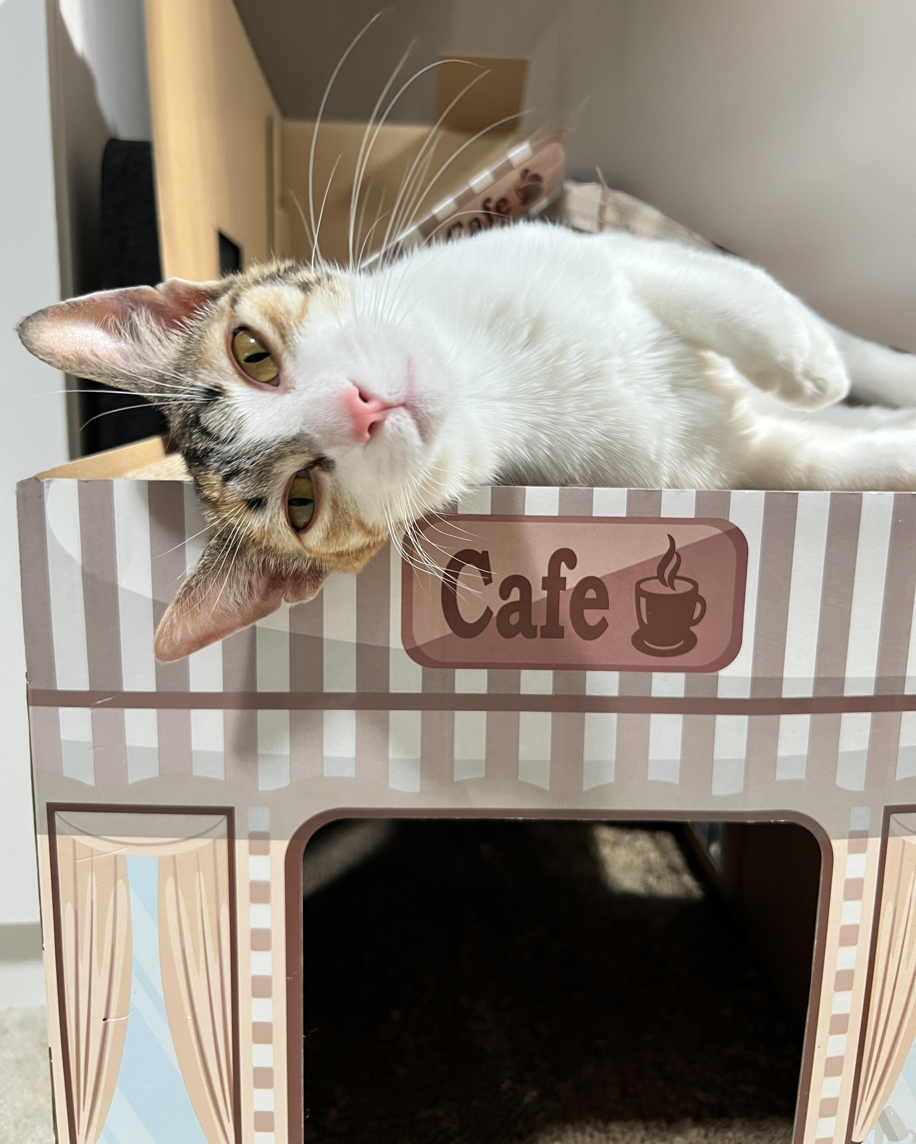 Enlarge Kiko, a Adopted mixed breed in Edina, MN image 2/4