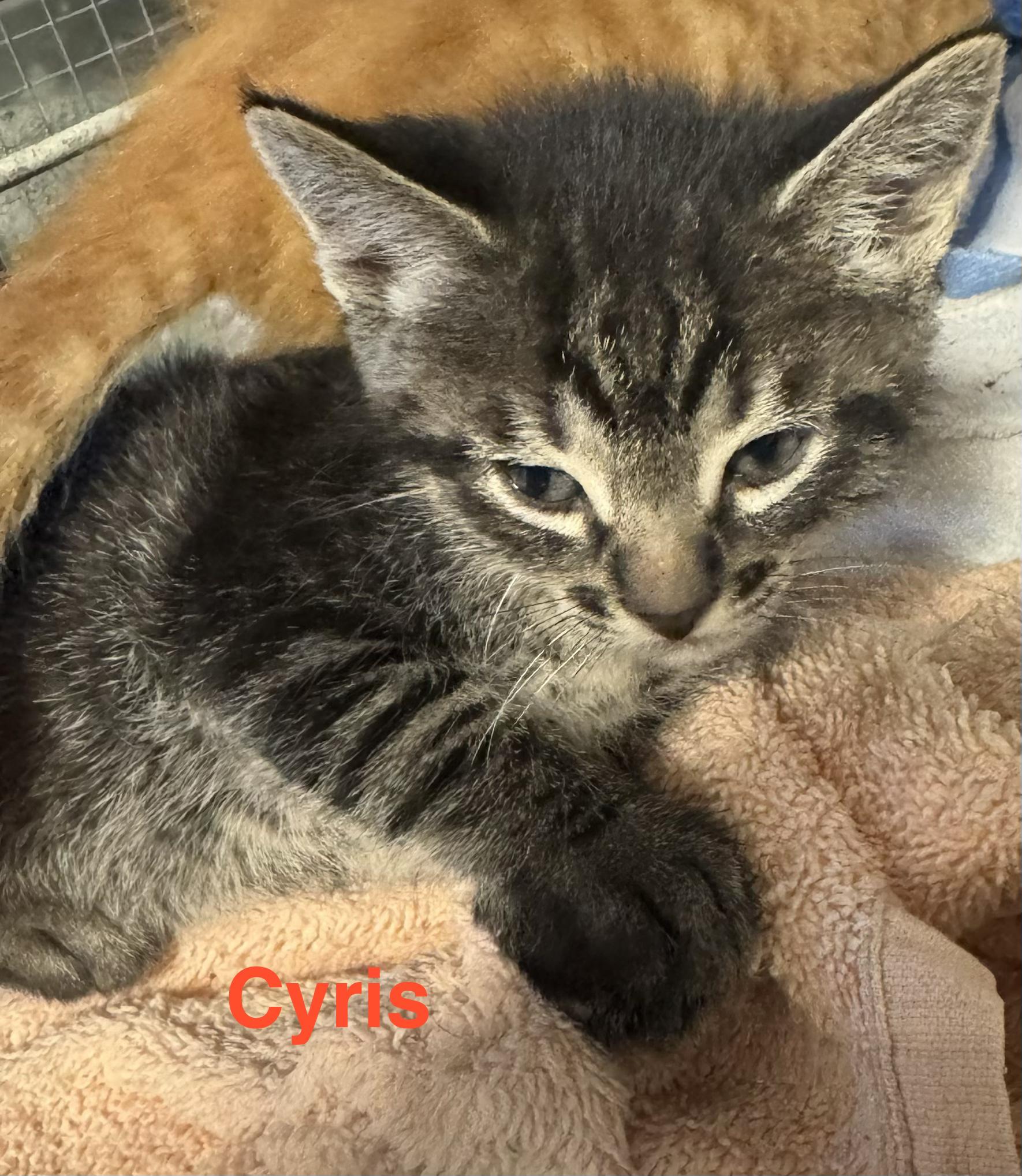 Enlarge Cyros, an adopted mixed breed in Essex, CT image 1/1
