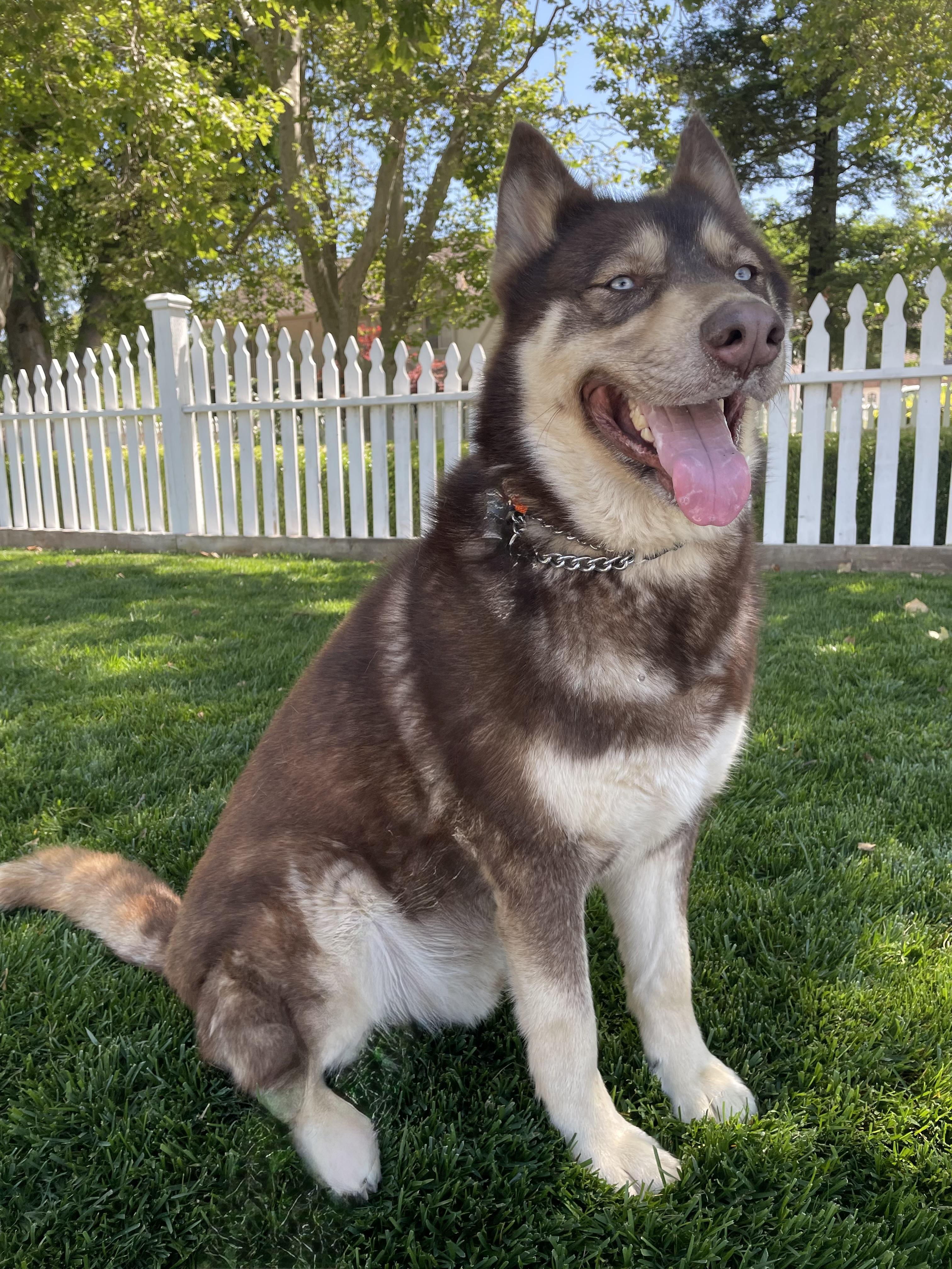 Lobo — thumbnail 2