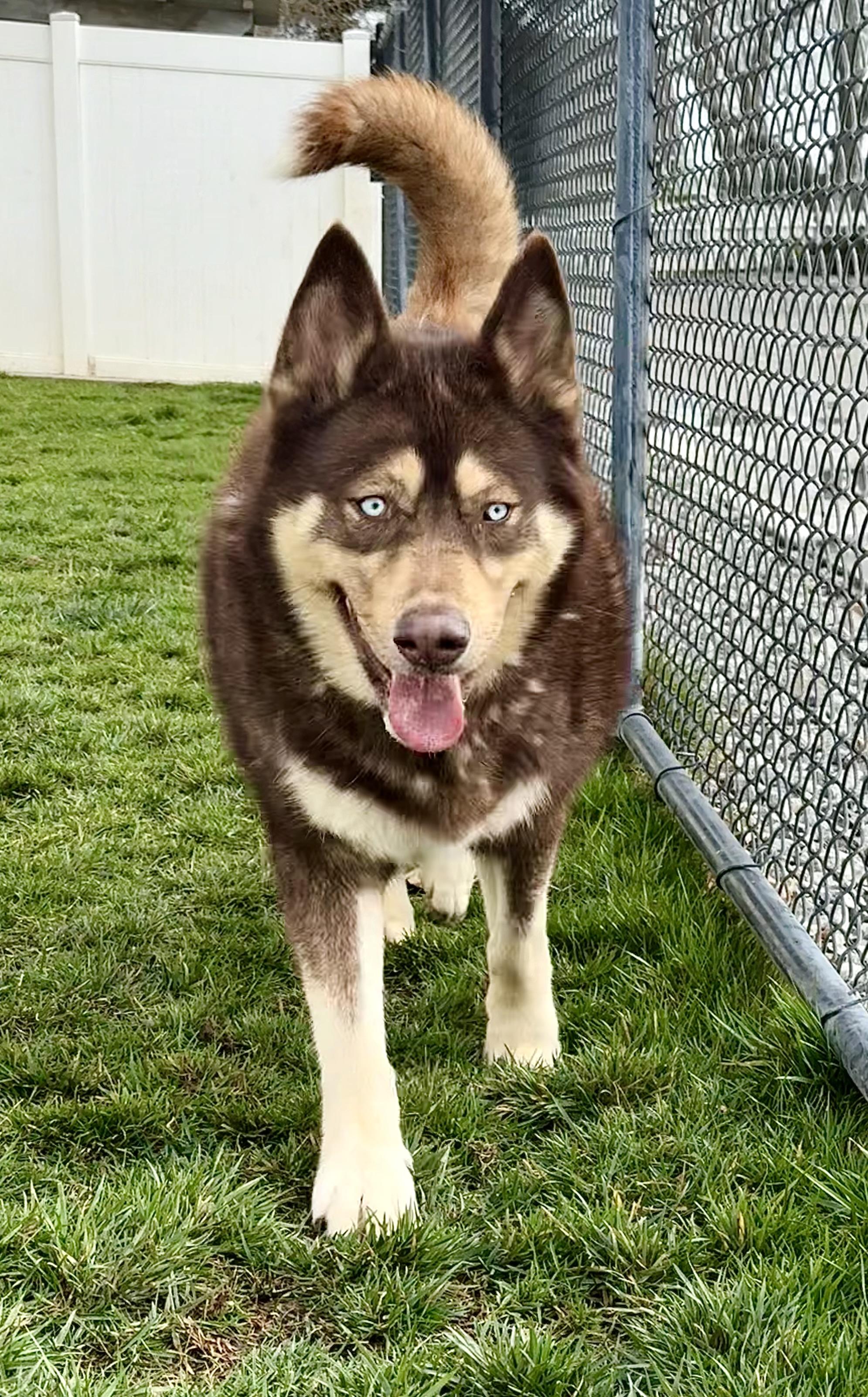 Lobo — thumbnail 3