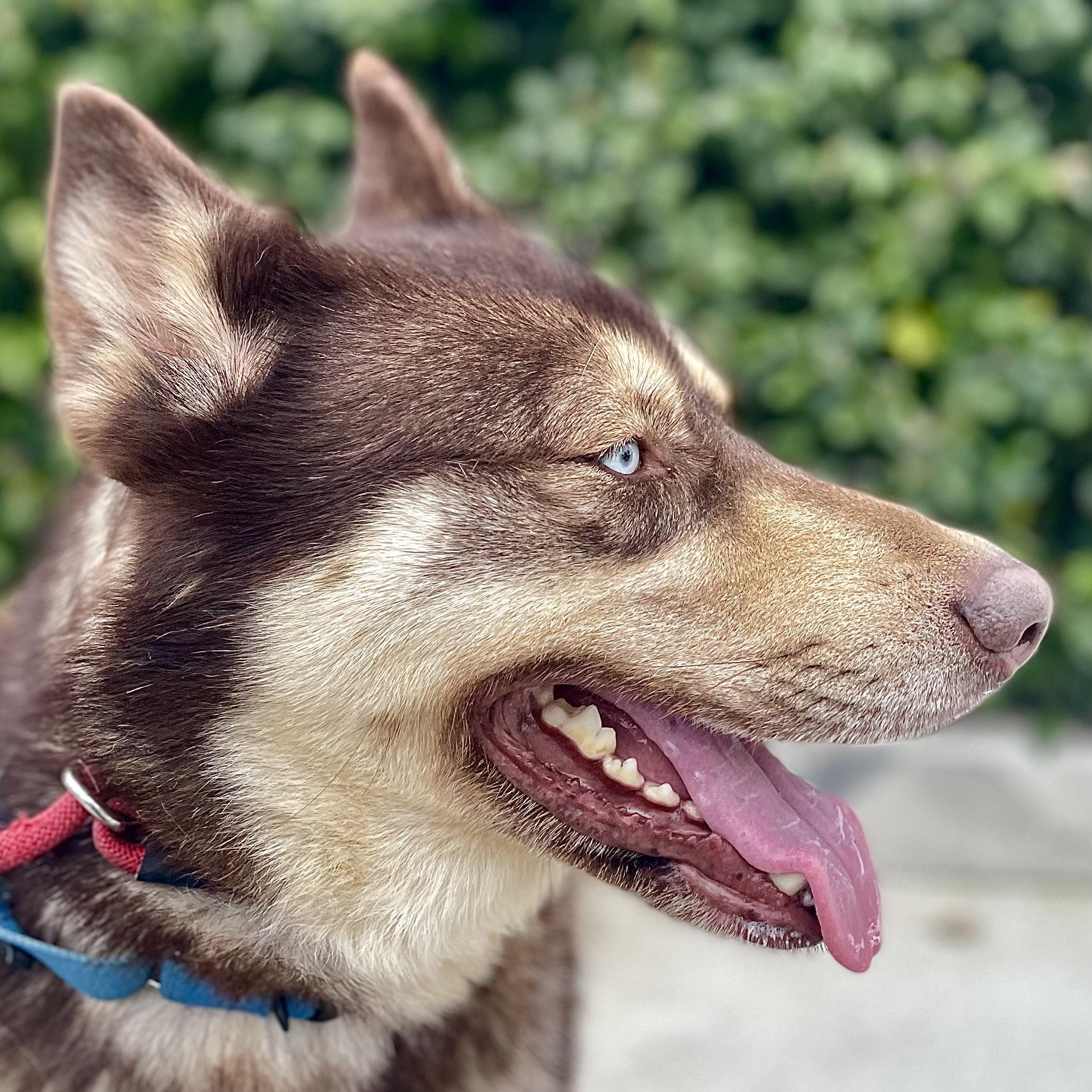 Lobo — thumbnail 4