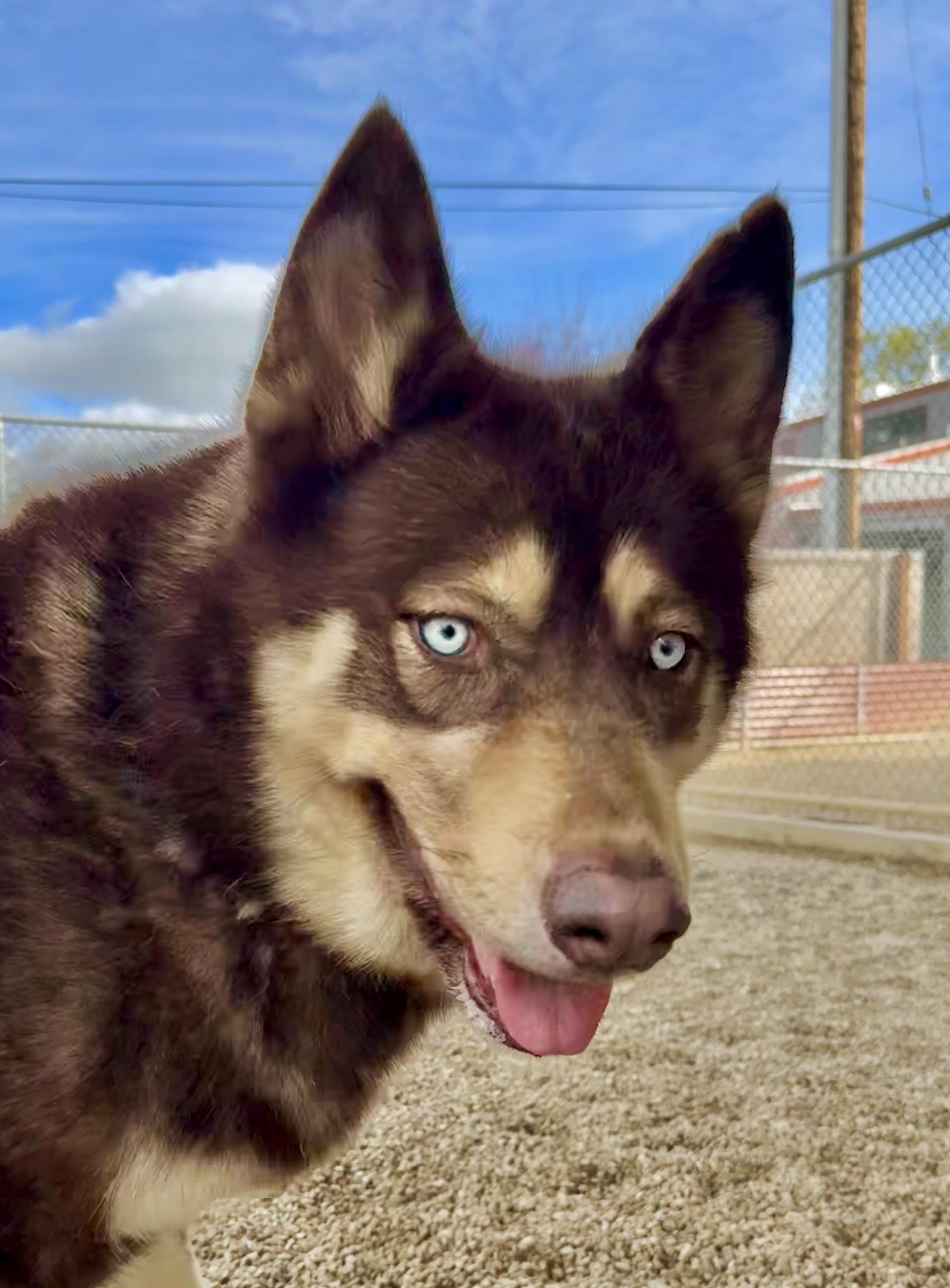 Lobo — thumbnail 5