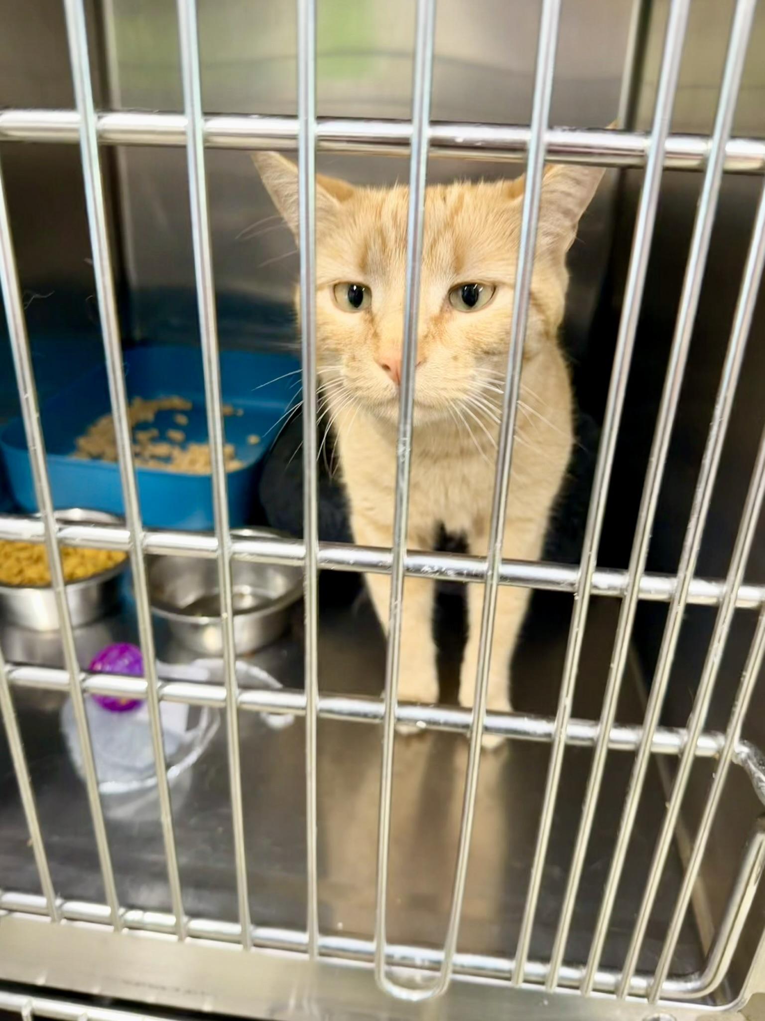 Enlarge Cassie, an adopted Domestic Short Hair in Petersburg, VA image 2/2