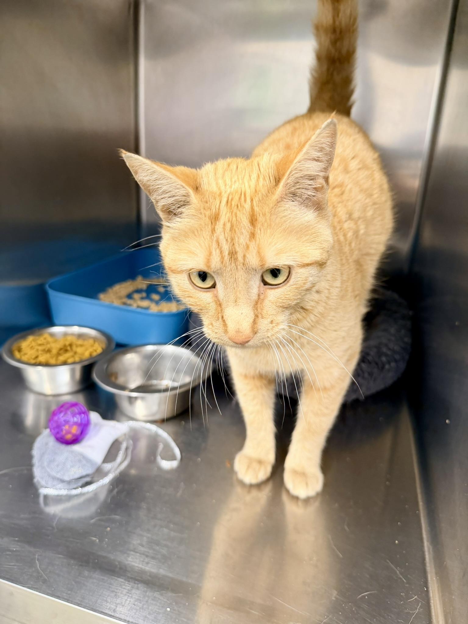 Cassie, adopted, Young Female Domestic Short Hair.