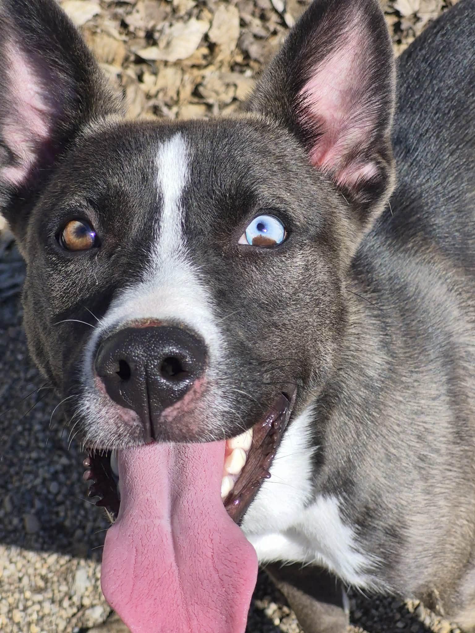 Marsha , adopted, Young Female Husky.