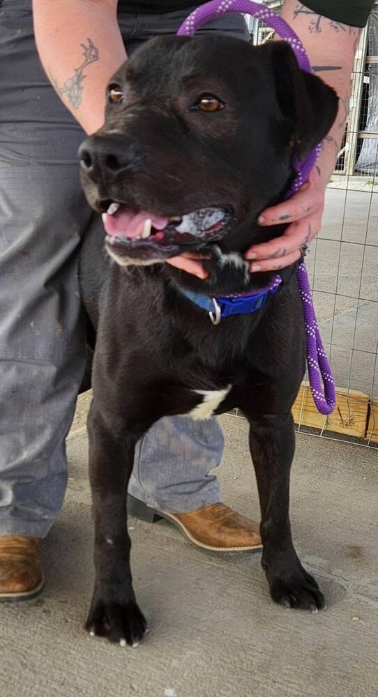 Enlarge Hank, a Adoptable mixed breed in Bolivar, MO image 1/1