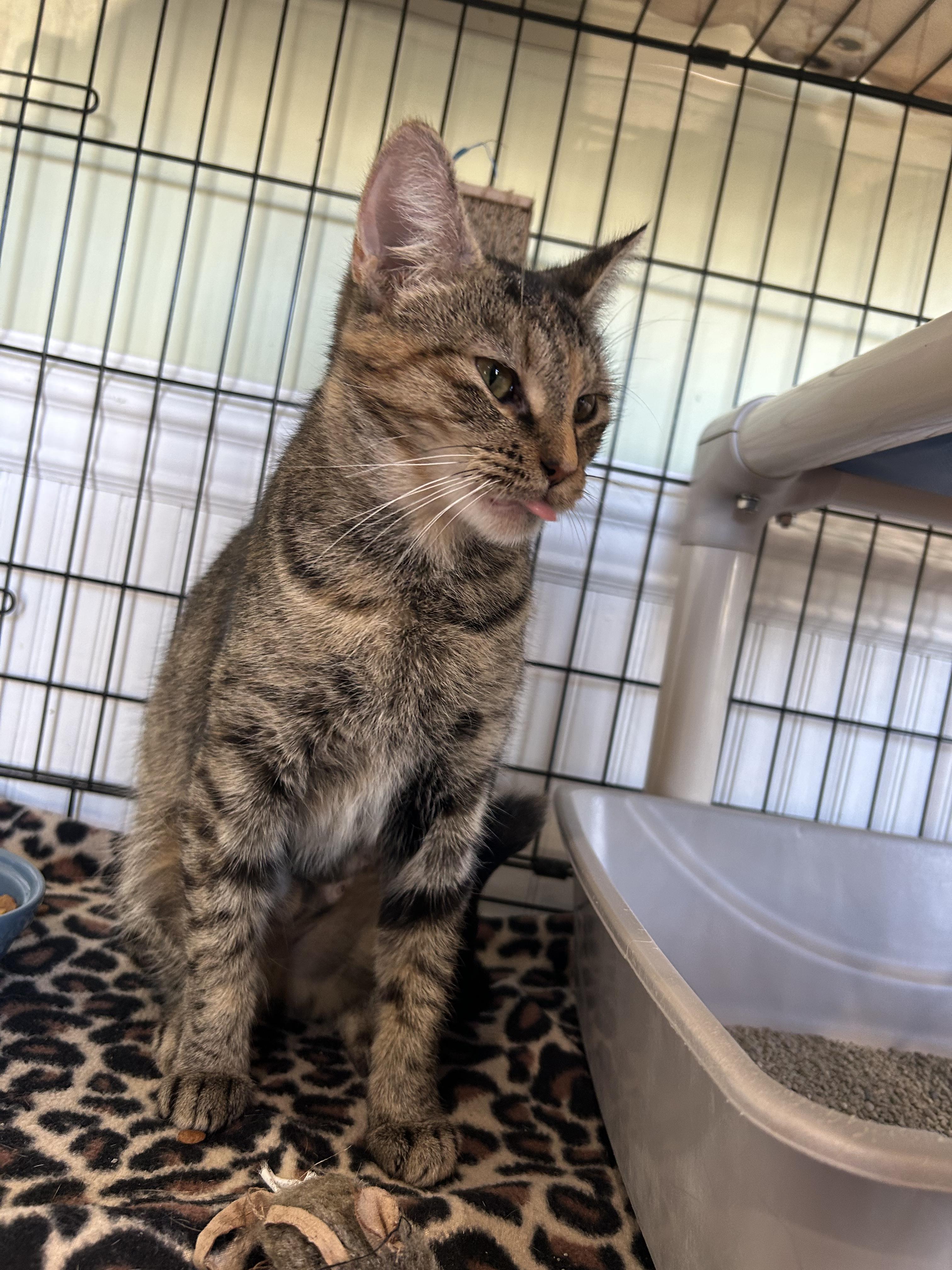 Enlarge Monroe, a Adoptable Domestic Short Hair in Cape May, NJ image 3/3
