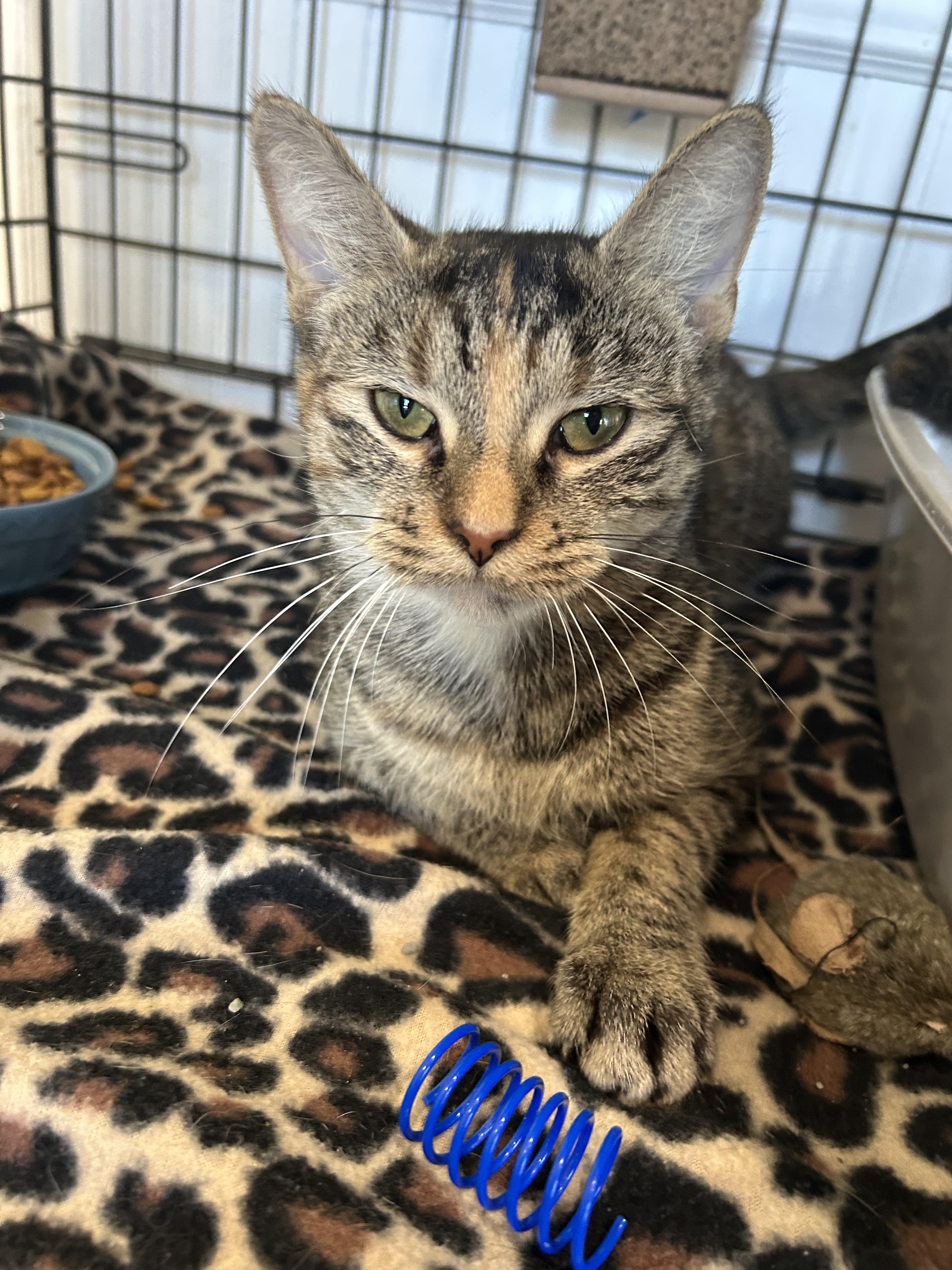 Enlarge Monroe, a Adoptable Domestic Short Hair in Cape May, NJ image 2/3