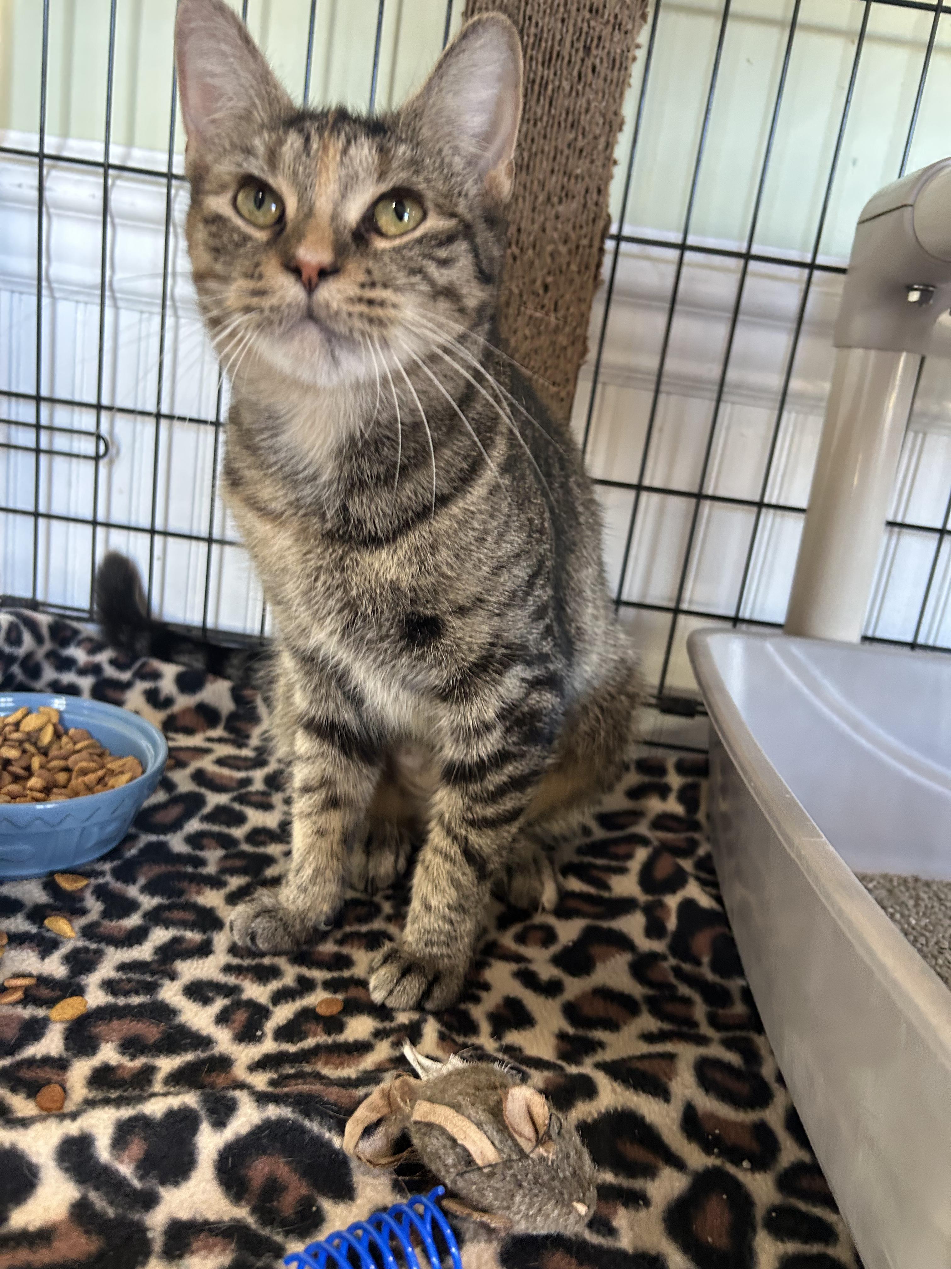 Monroe, Adoptable, Young Female Domestic Short Hair.