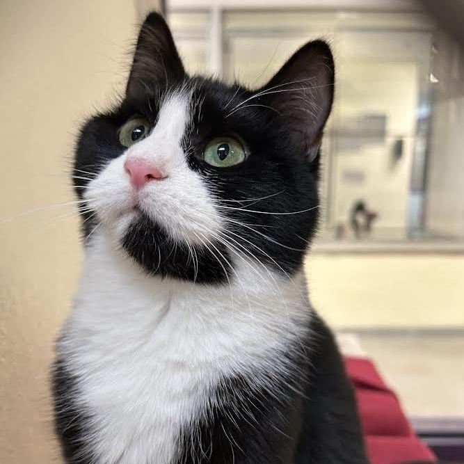 Concha, Adoptable, Young Female Domestic Short Hair.