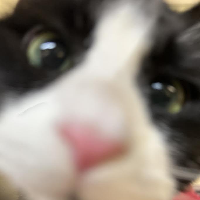 Enlarge Concha, a Adoptable Domestic Short Hair in Charlottesville, VA image 2/5