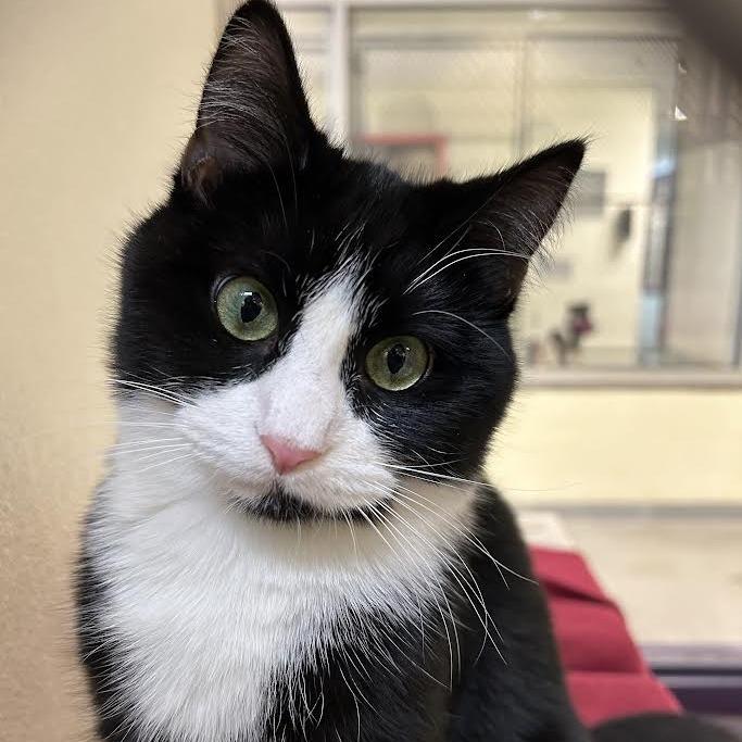 Enlarge Concha, a Adoptable Domestic Short Hair in Charlottesville, VA image 3/5