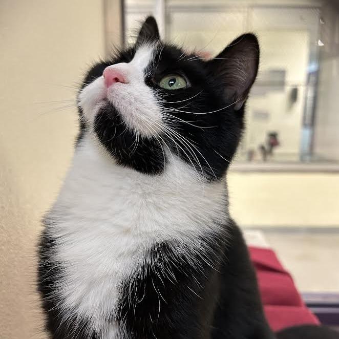 Enlarge Concha, a Adoptable Domestic Short Hair in Charlottesville, VA image 5/5