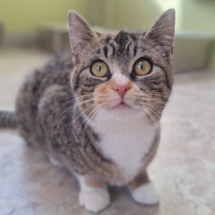 Enlarge Ragu, a Adoptable Domestic Short Hair in Attica, NY image 1/3