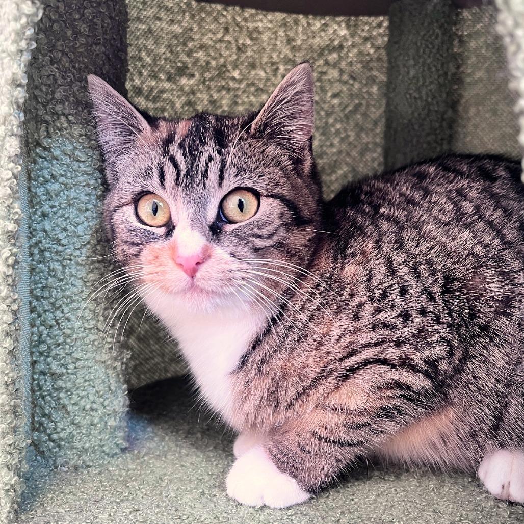 Ragu, Adoptable, Young Female Domestic Short Hair.