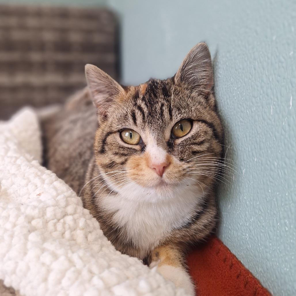 Enlarge Ragu, a Adoptable Domestic Short Hair in Attica, NY image 2/2