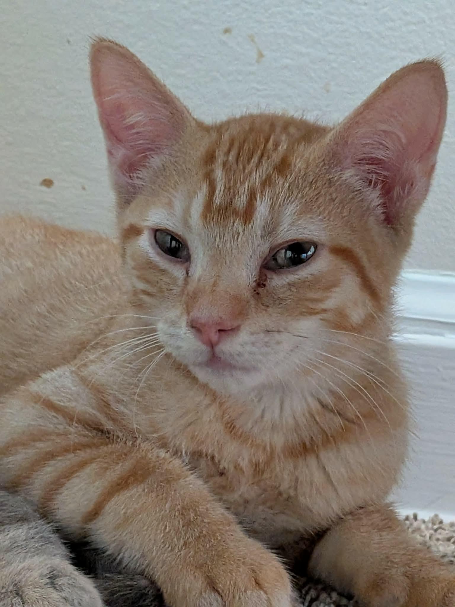 Enlarge Xylophone, a Adoptable Domestic Short Hair in Milwaukee, WI image 2/6