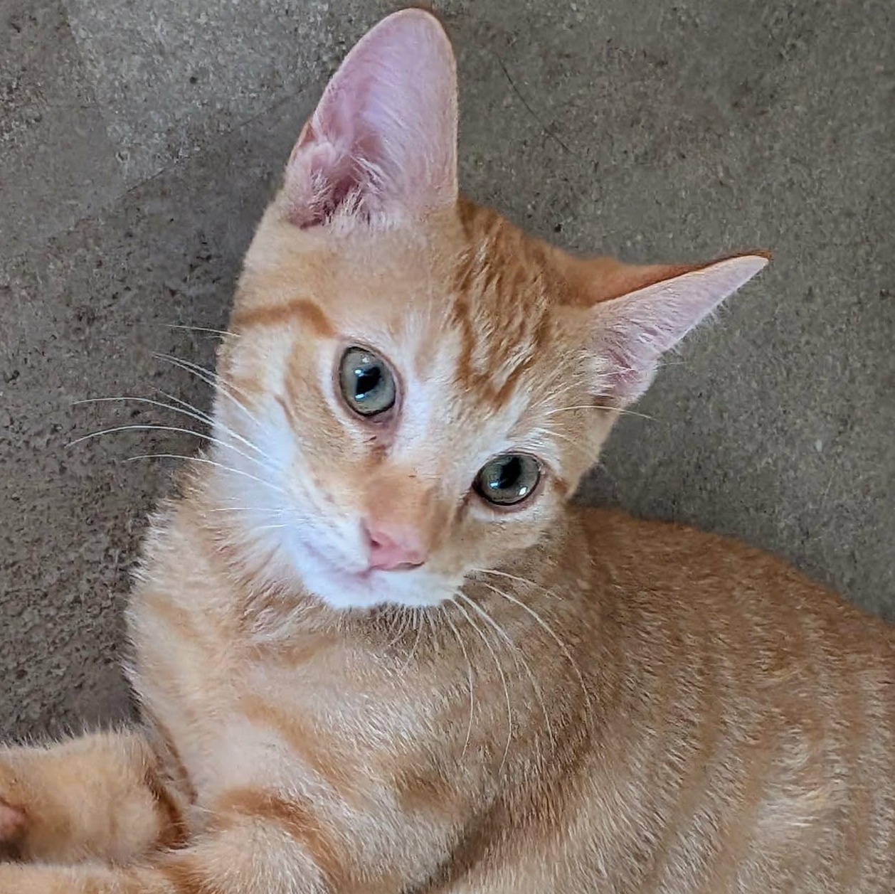 Enlarge Xylophone, a Adoptable Domestic Short Hair in Milwaukee, WI image 1/6