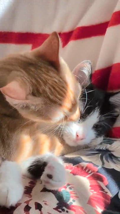 Enlarge Xylophone, a Adoptable Domestic Short Hair in Milwaukee, WI video 6/6