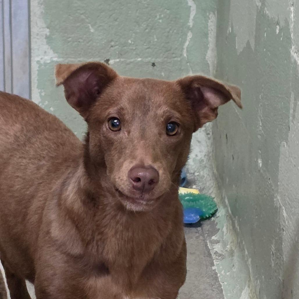 Queen Chocolate Cup — thumbnail 2