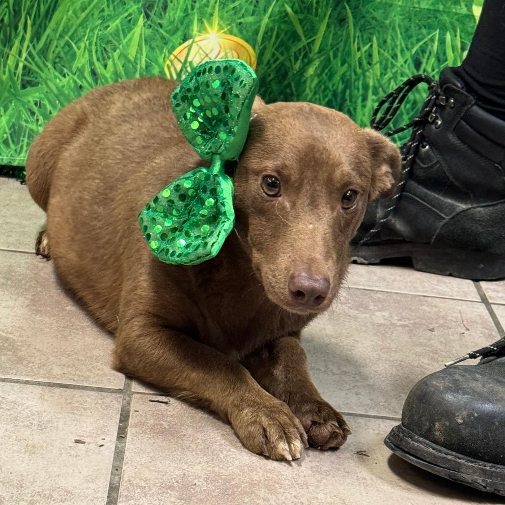 Queen Chocolate Cup — thumbnail 3