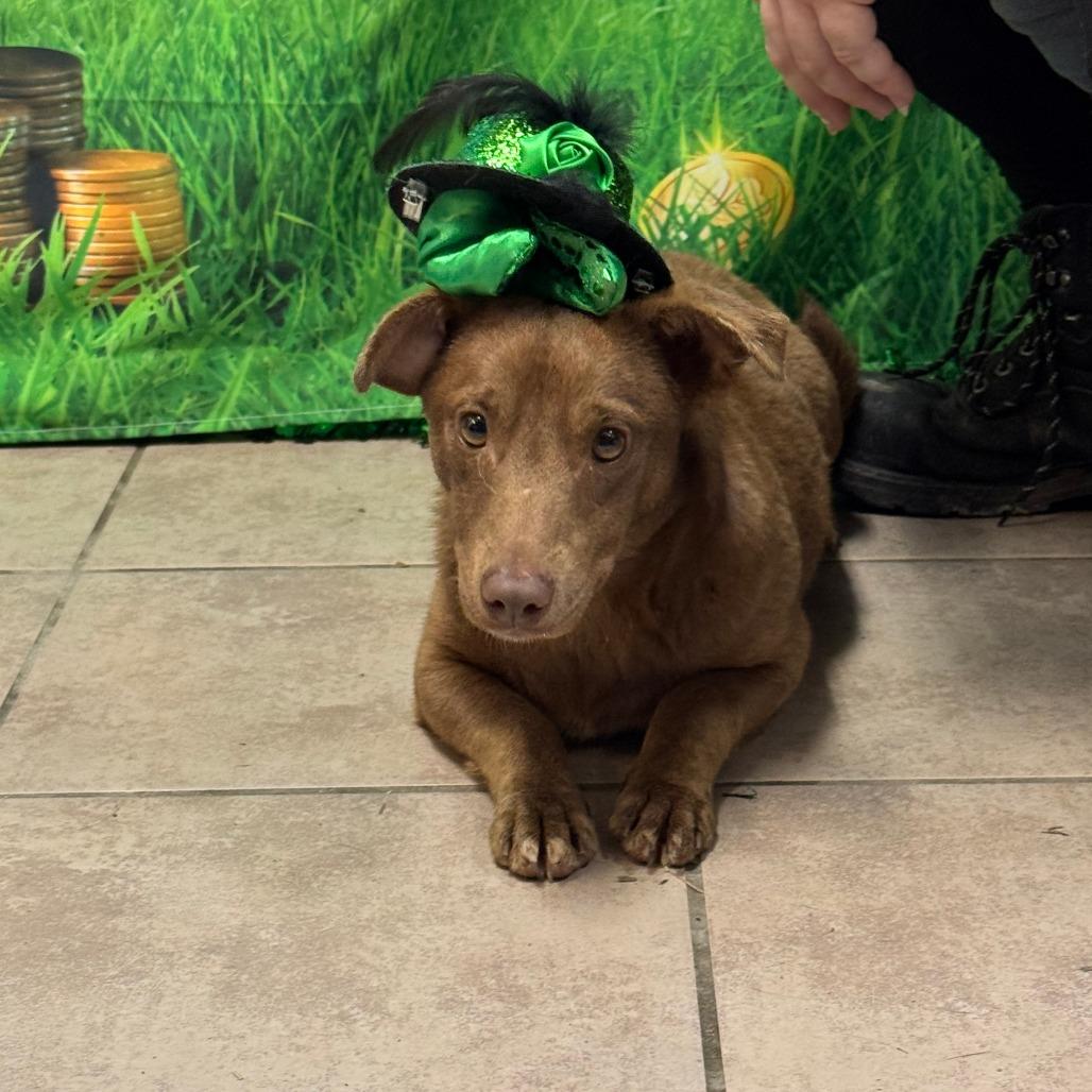 Queen Chocolate Cup — thumbnail 4